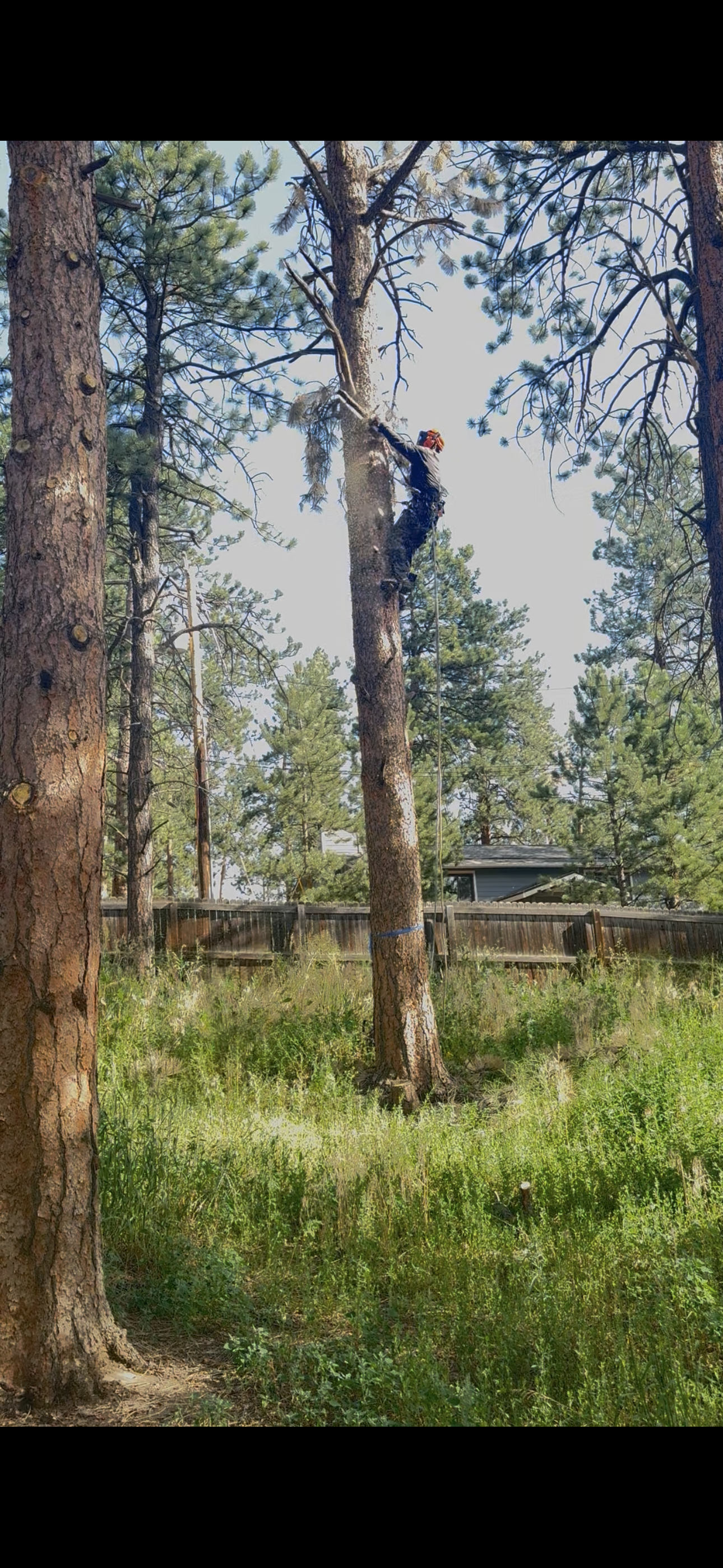Sawed-Off Tree Service's image