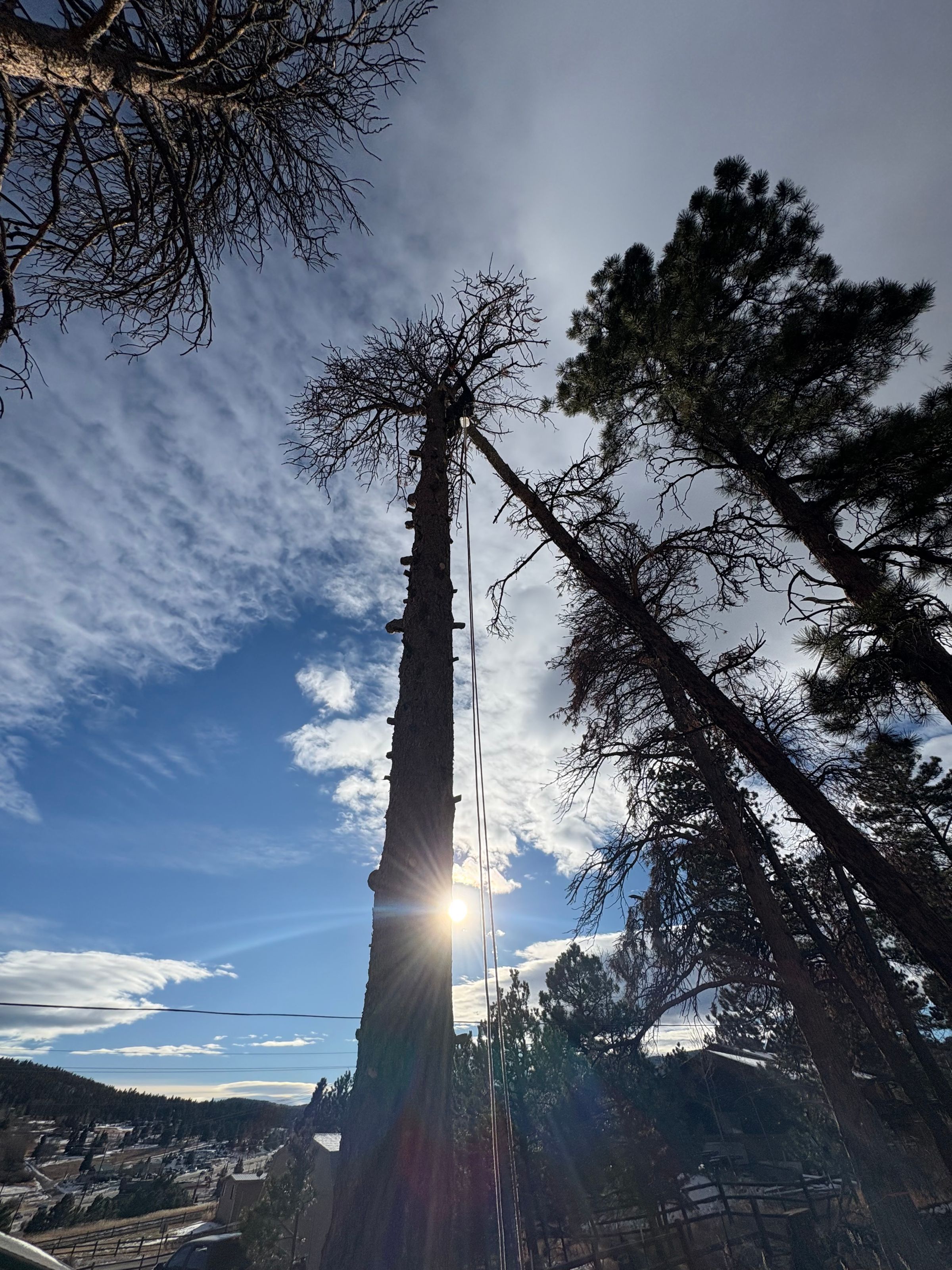 Sawed-Off Tree Service's image