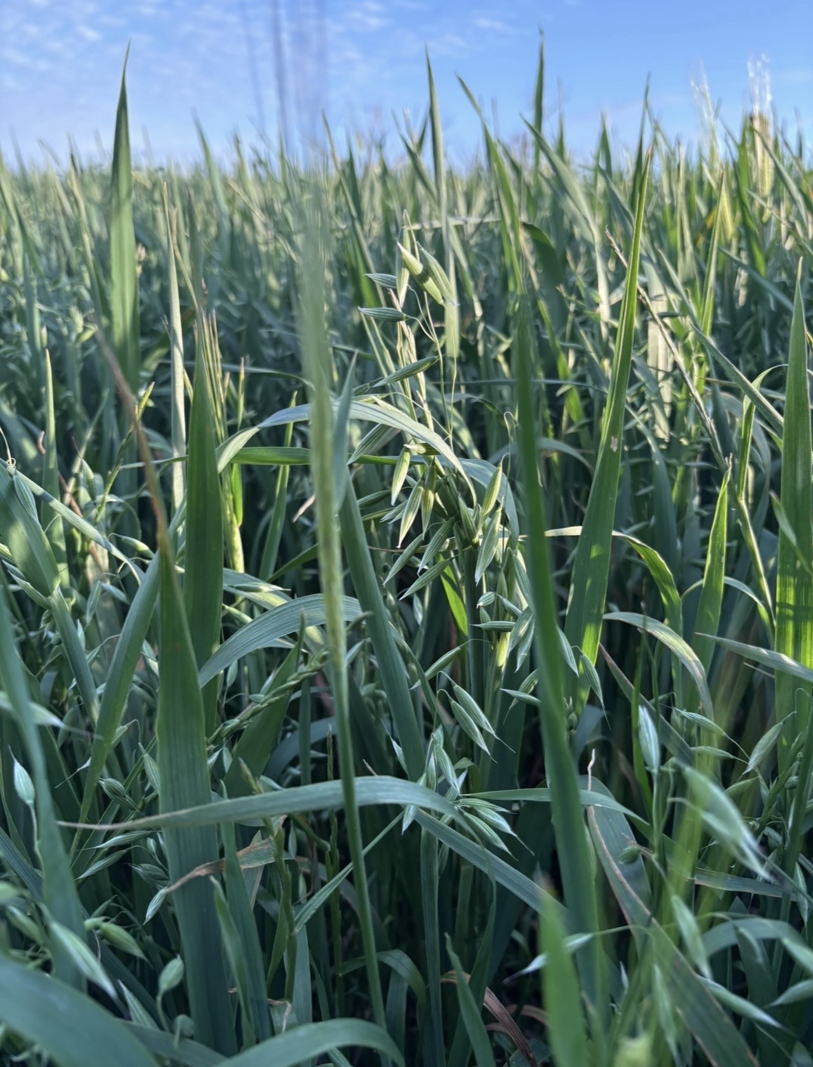 Hay for Sale in Burrumbuttock | Quality Hay at Burrum Bales's image