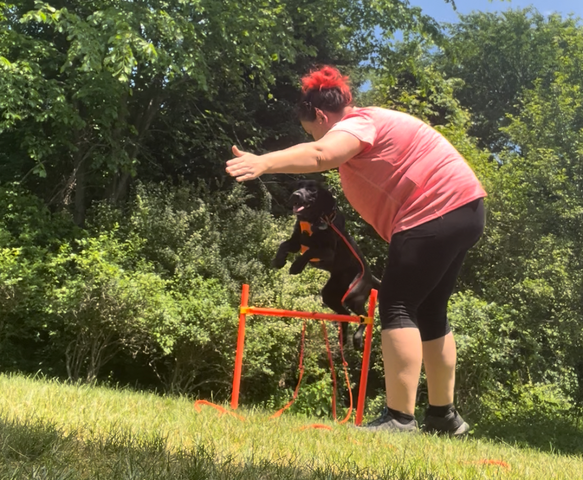 influential k9,LLC's image