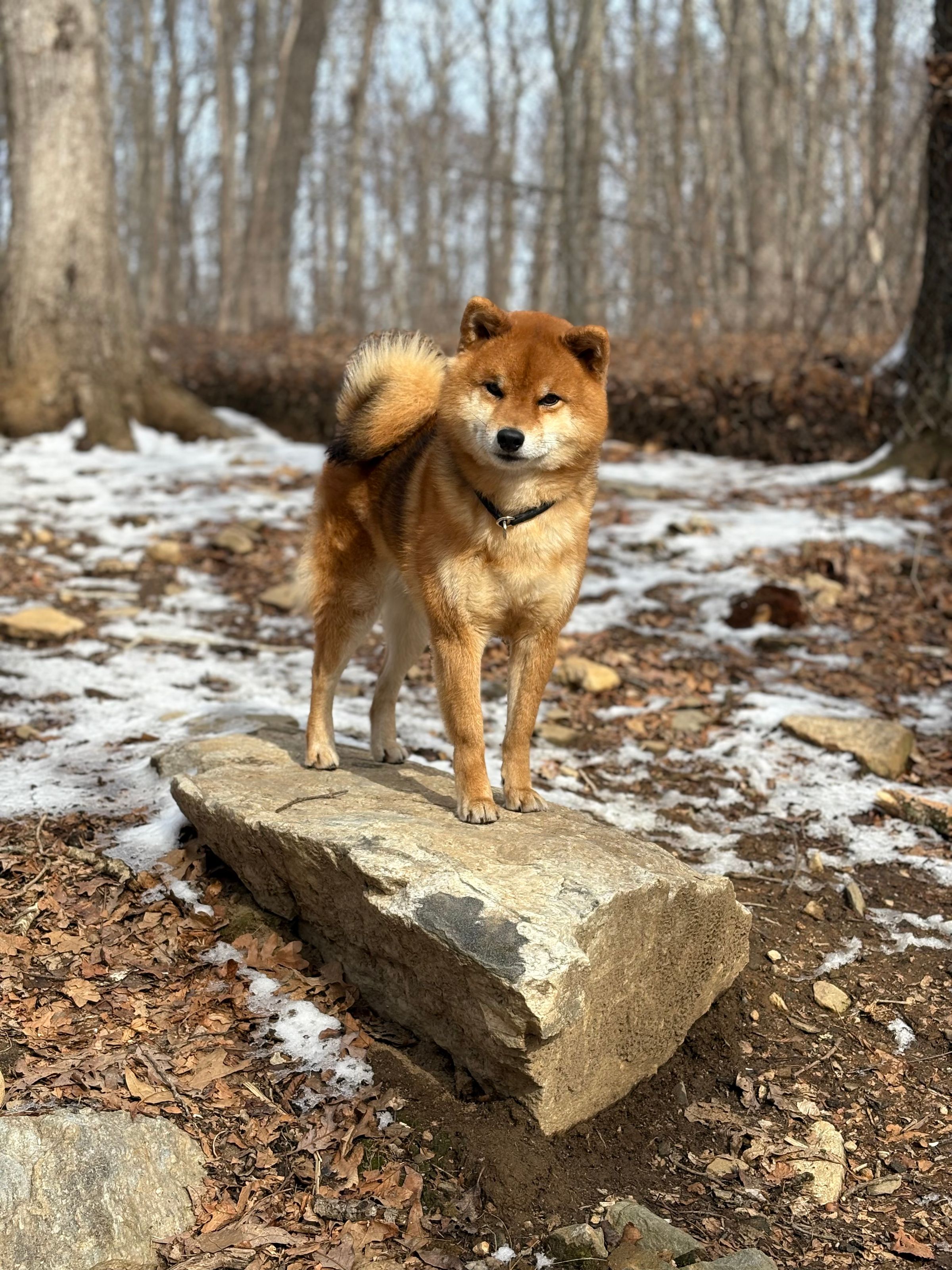 influential k9,LLC's image