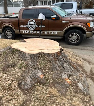 Joshua Tree Stump Grinding's image