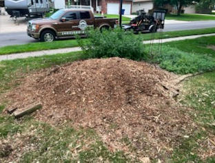 Joshua Tree Stump Grinding's image
