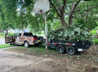 Joshua Tree Stump Grinding's image