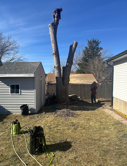 Joshua Tree Stump Grinding's image