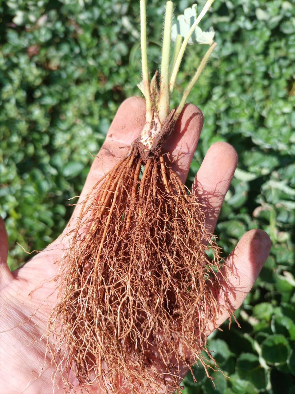 Las mejores plantas para producción 