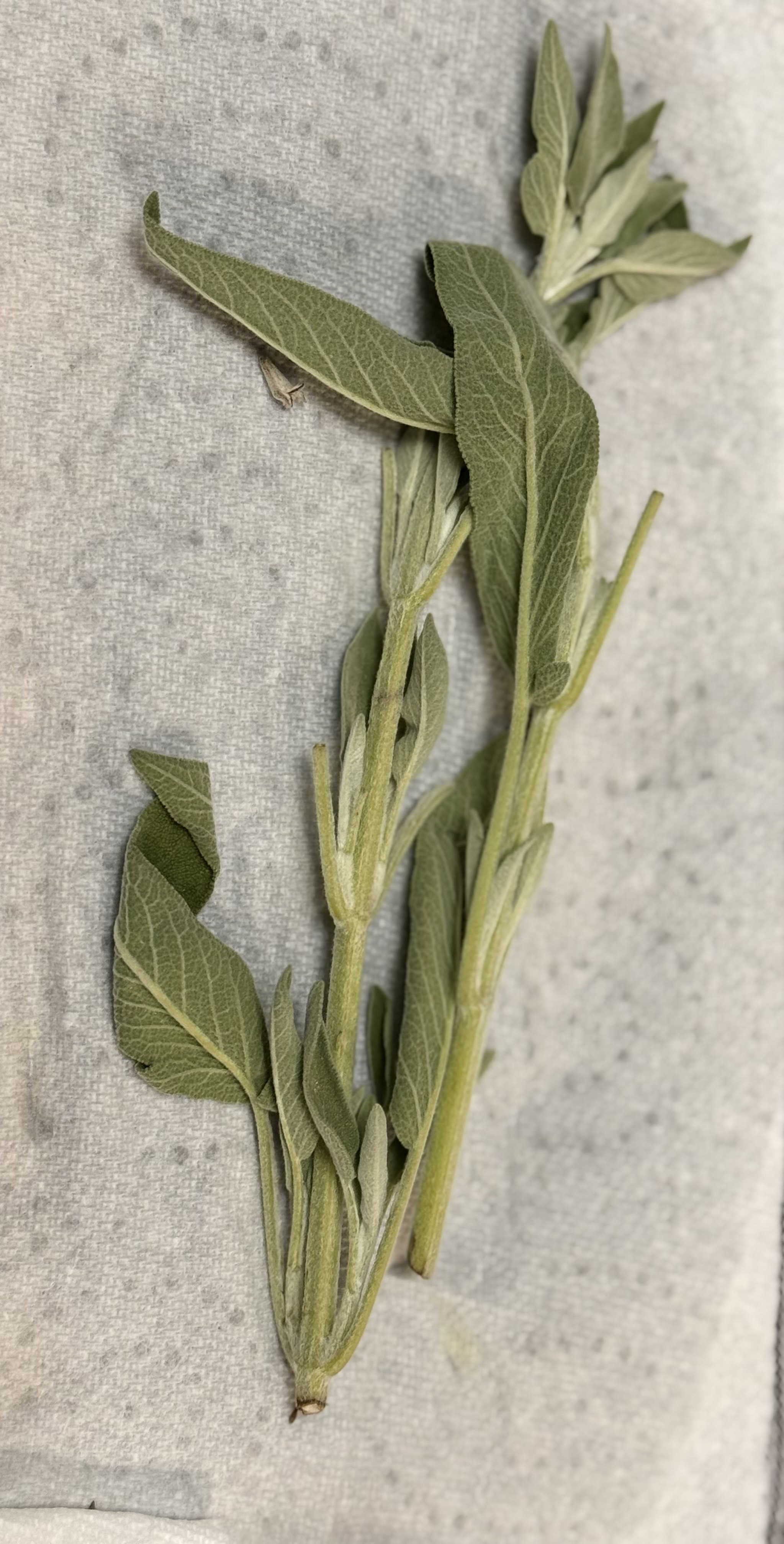 Fresh Sage