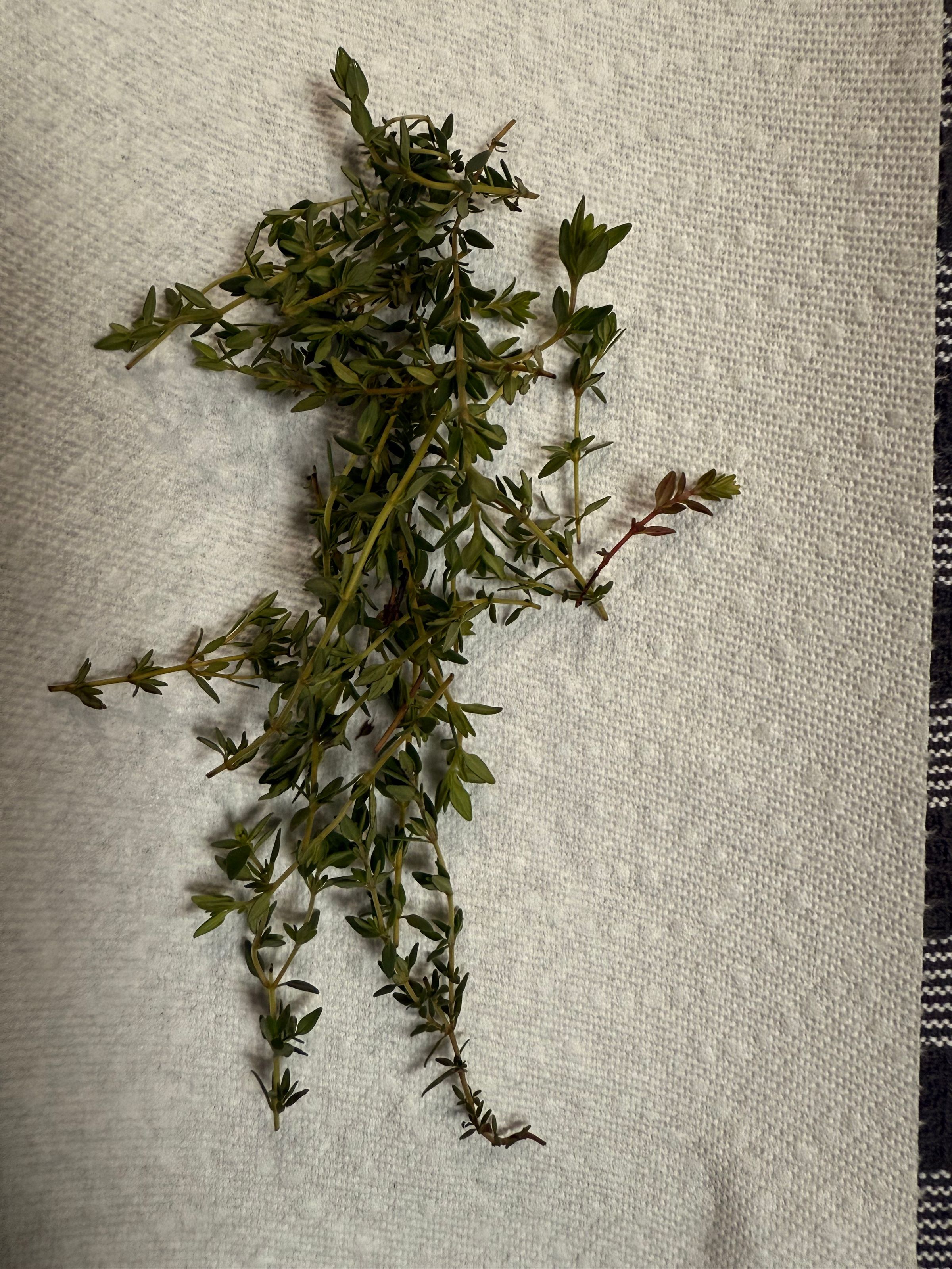Fresh Thyme
