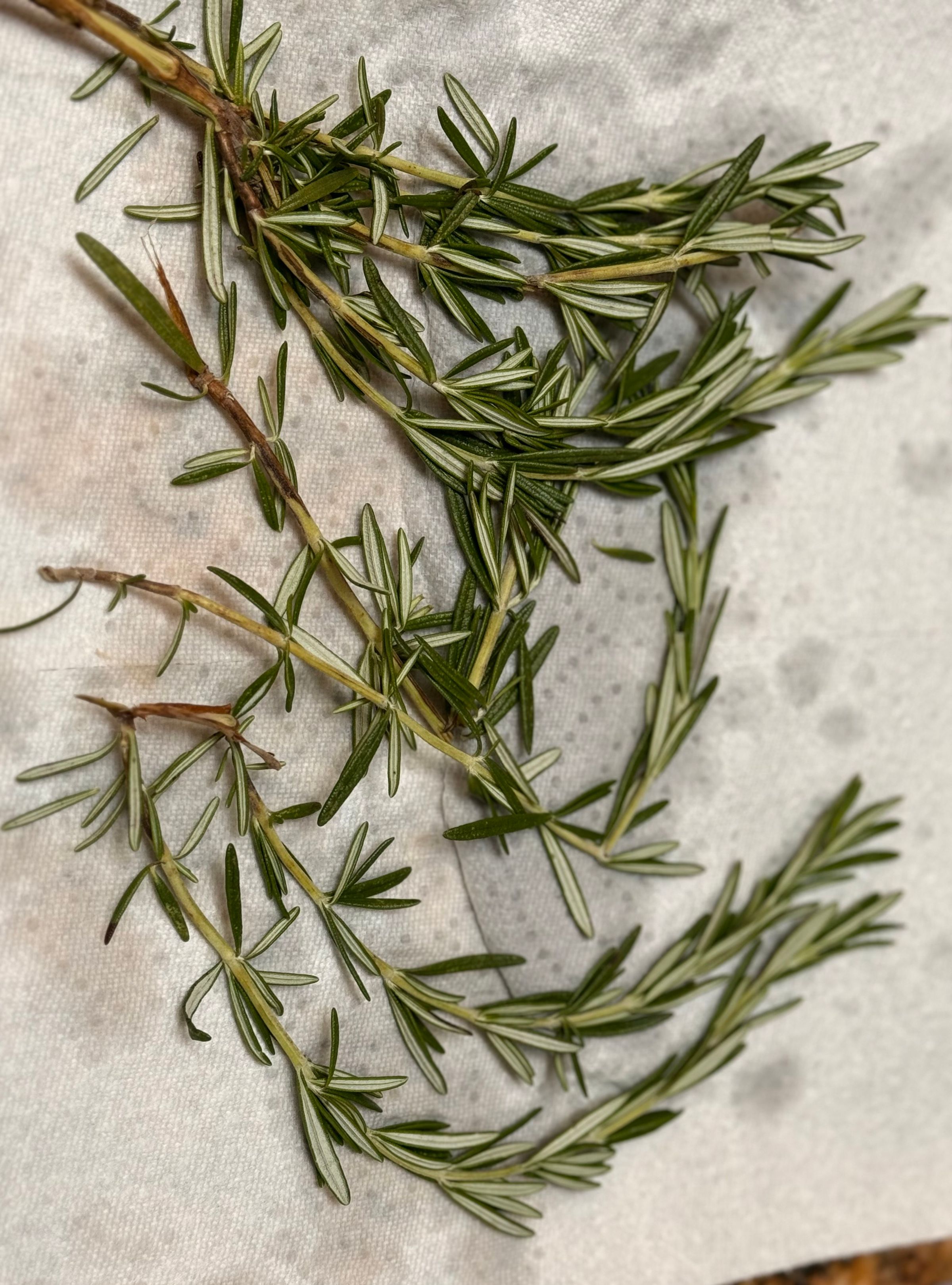 Fresh Rosemary