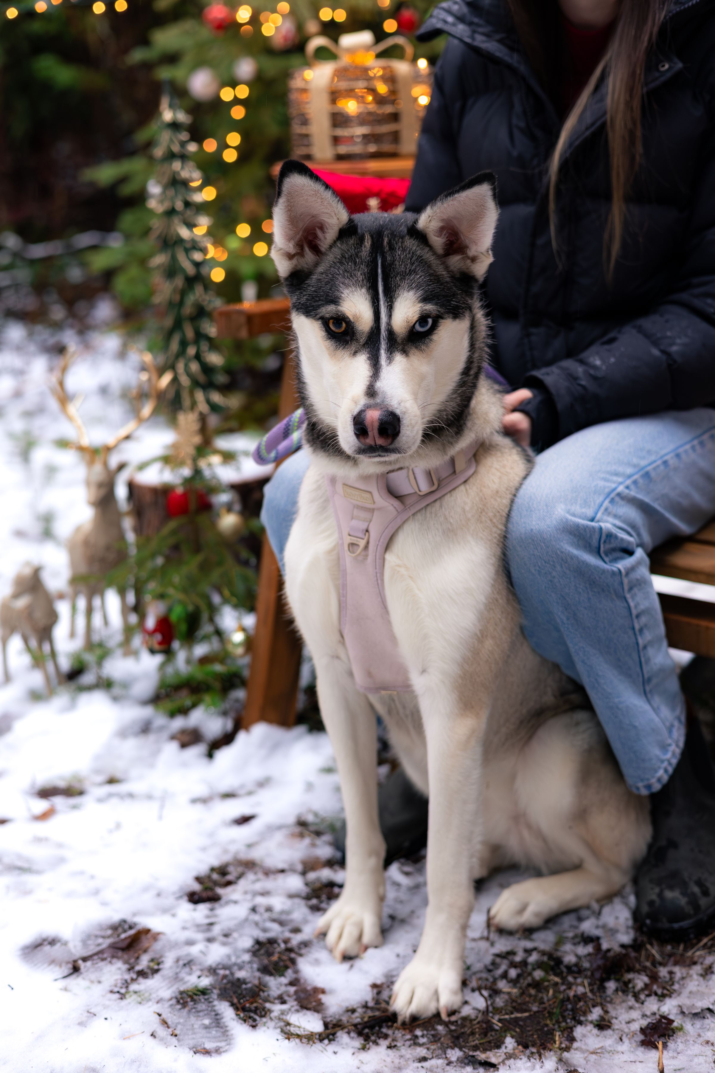 Watson Wildlight's image