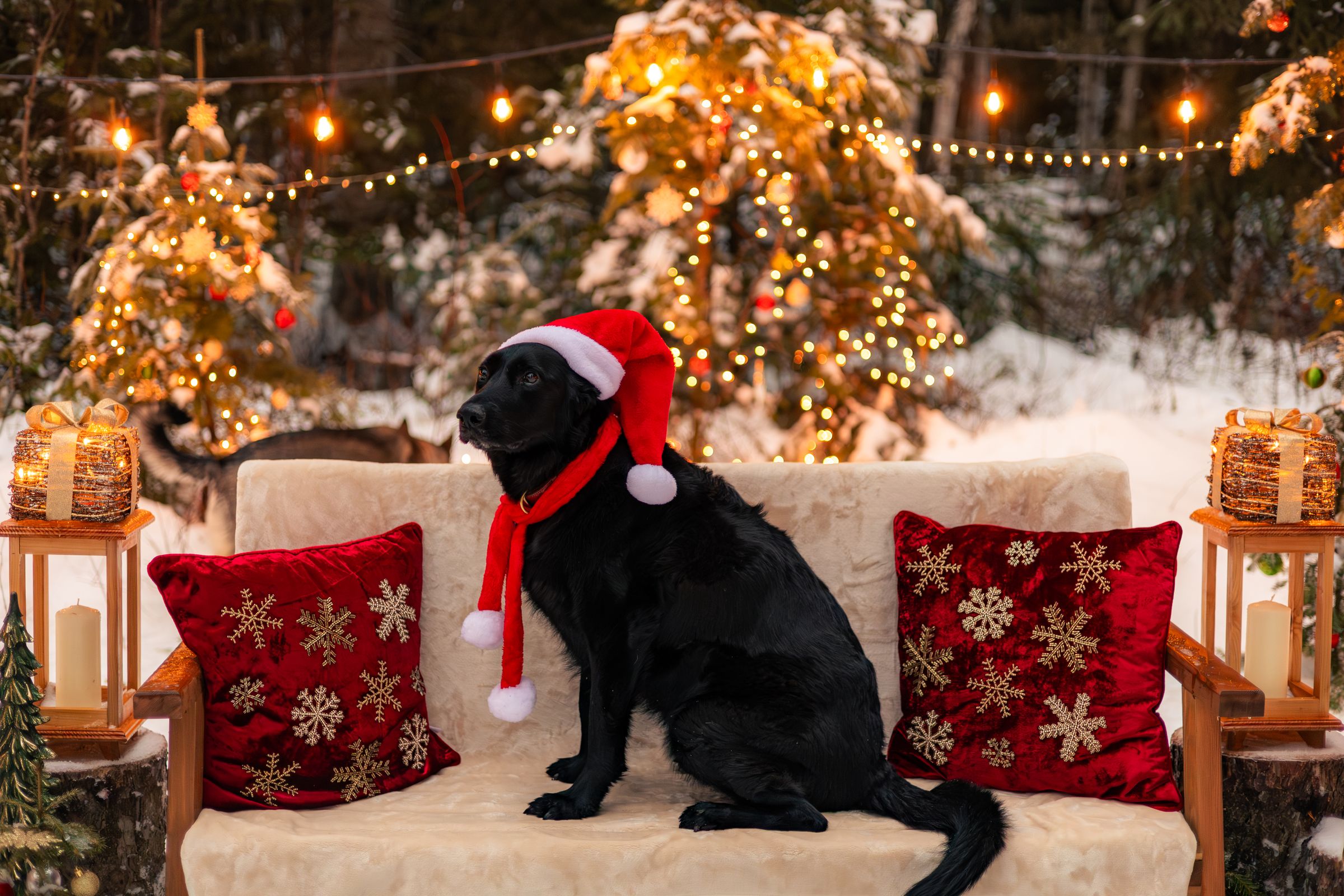 Watson Wildlight's image