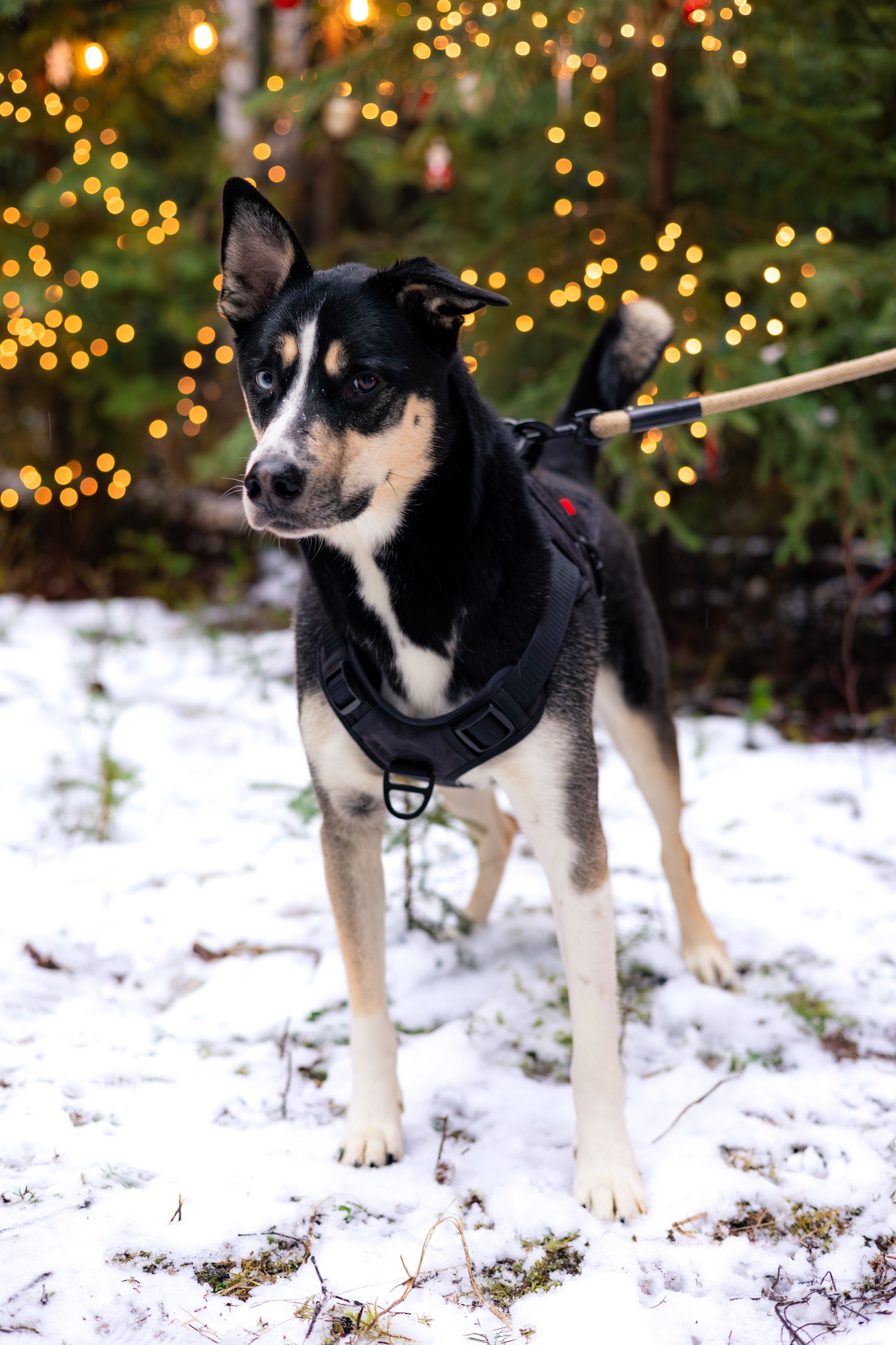 Watson Wildlight's image