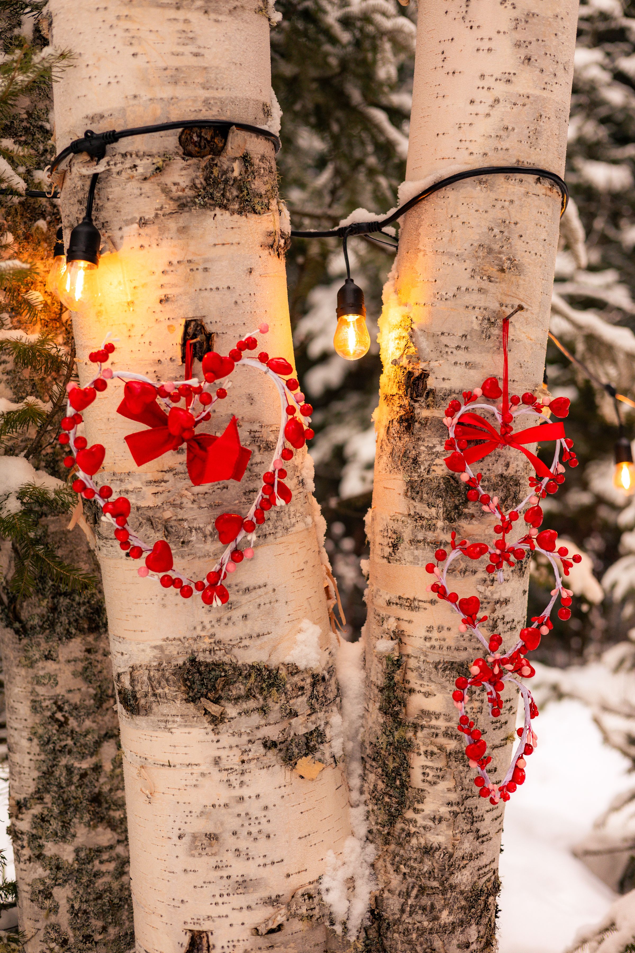 Watson Wildlight's image