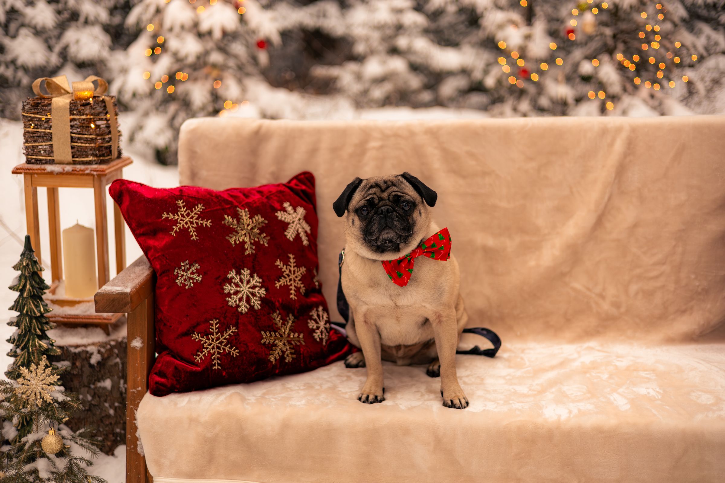 Watson Wildlight's image