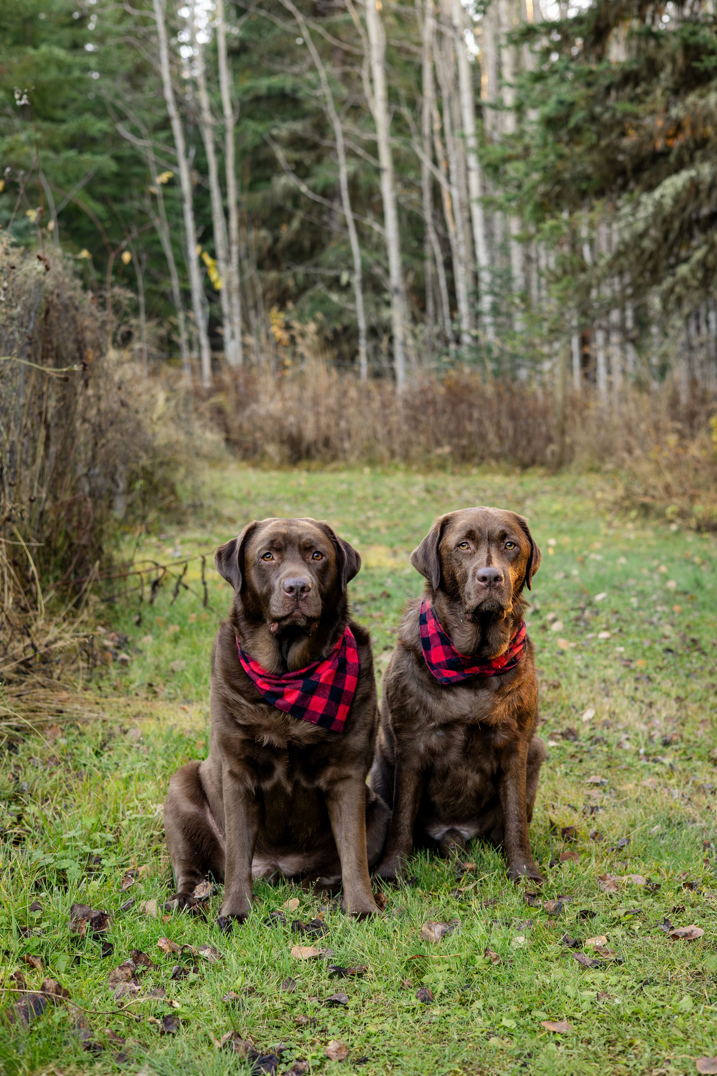 Watson Wildlight's image