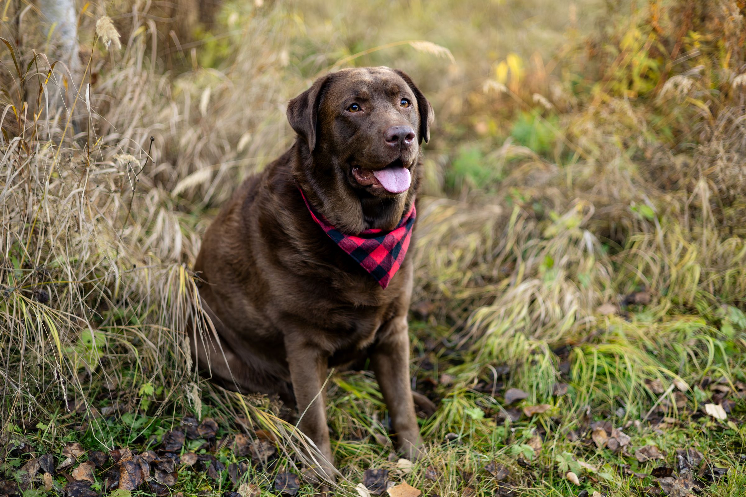 Watson Wildlight's image