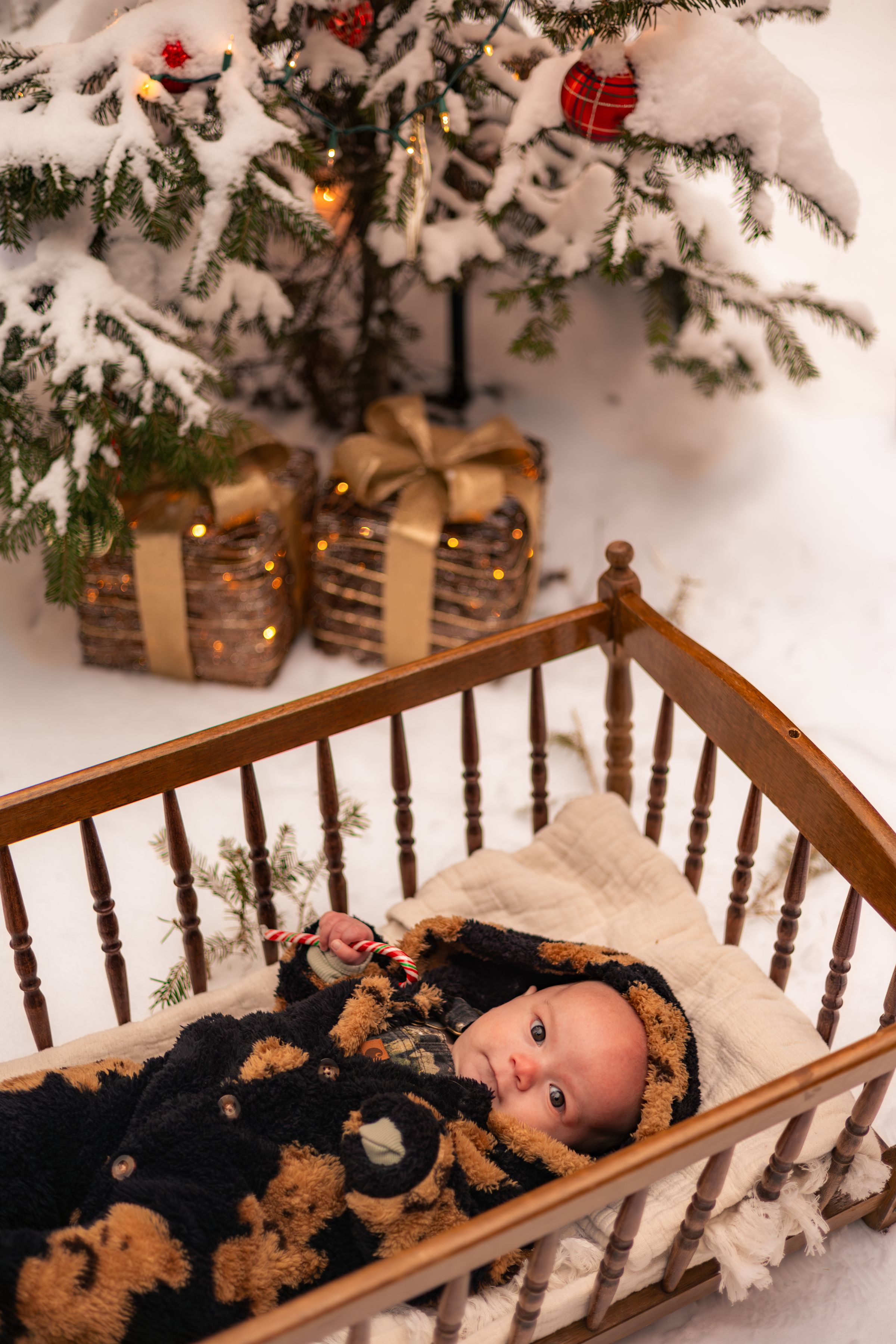 Watson Wildlight's image