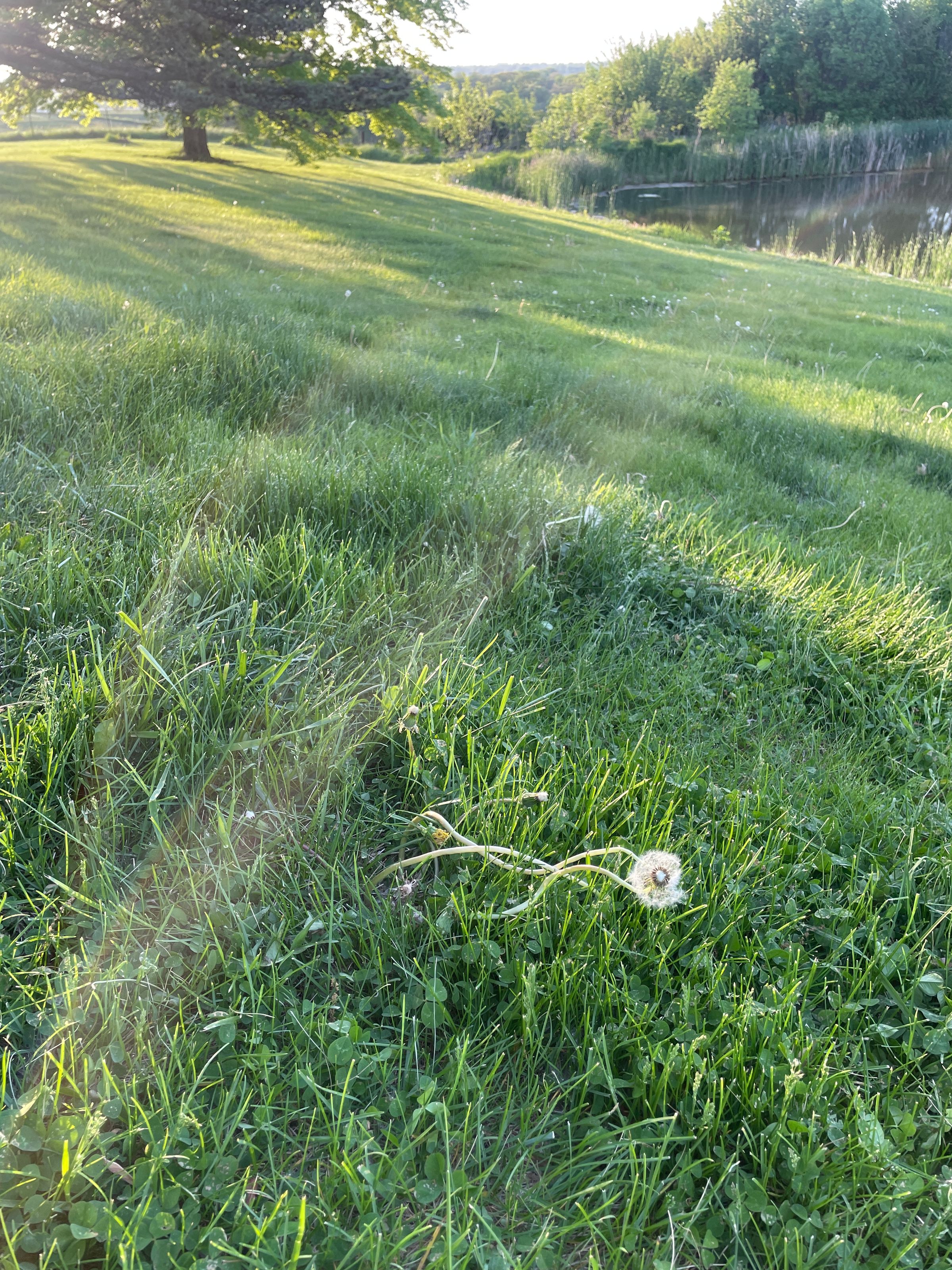 The Groundsmen 's image