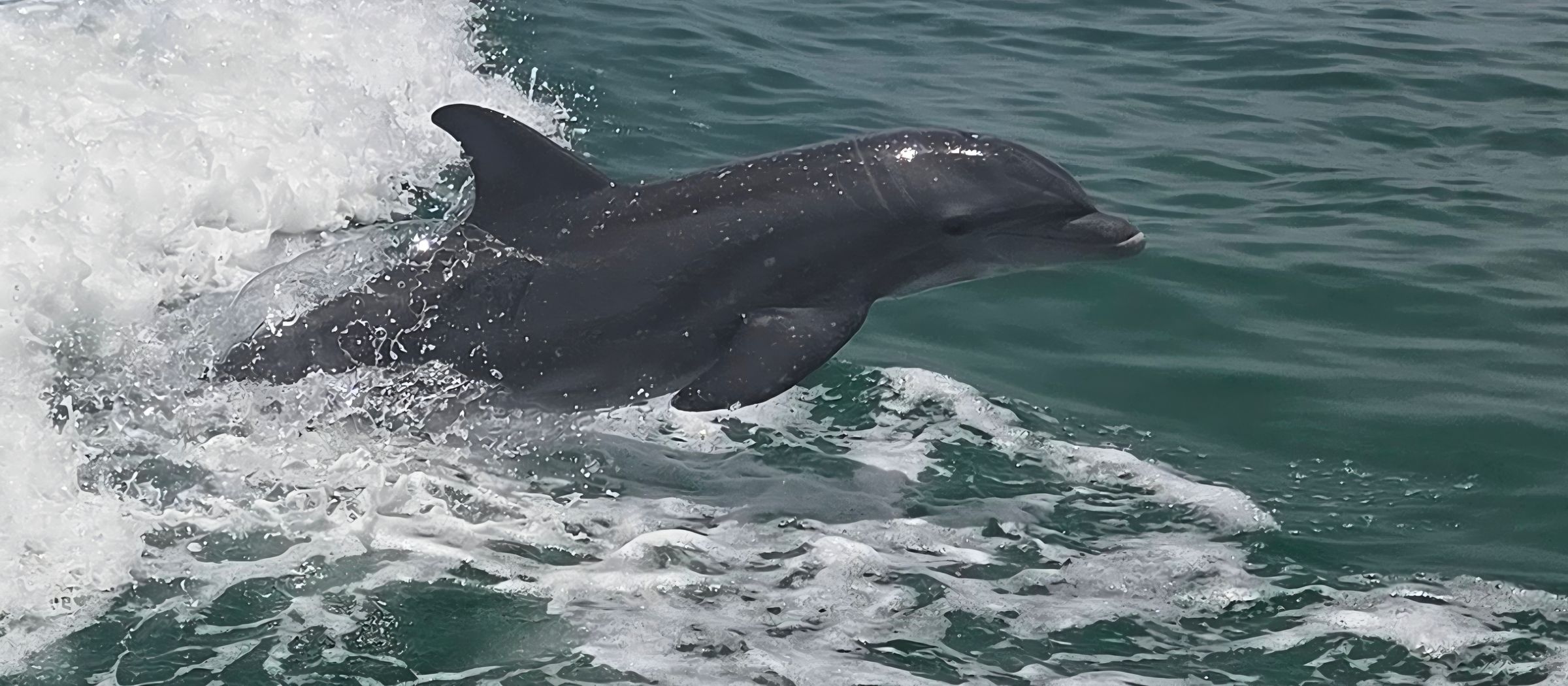 Captain dan morgan's image