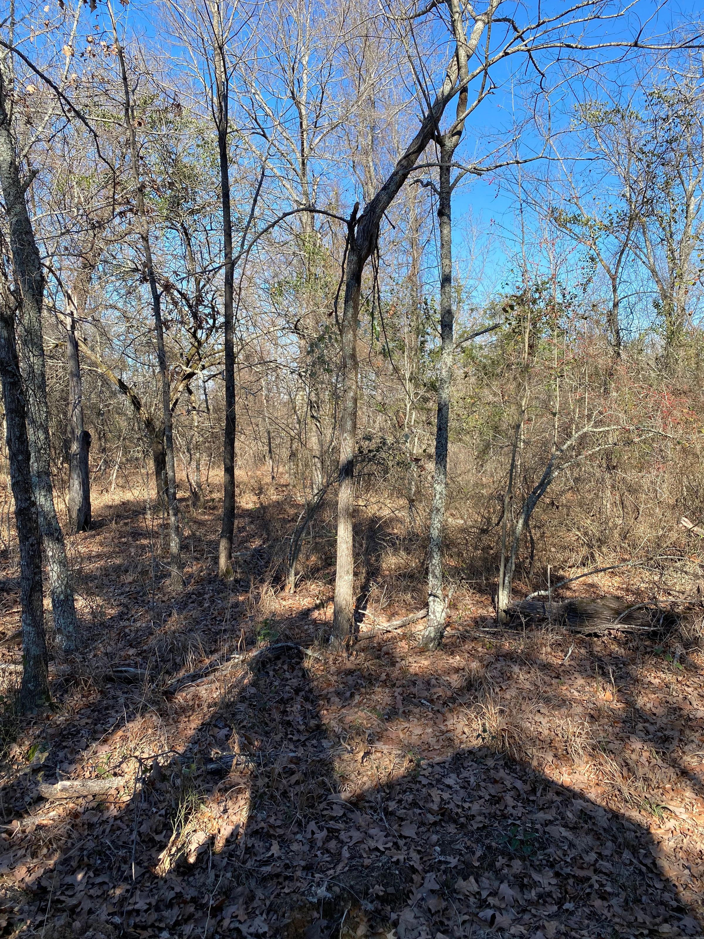 (Before) Land Clearing