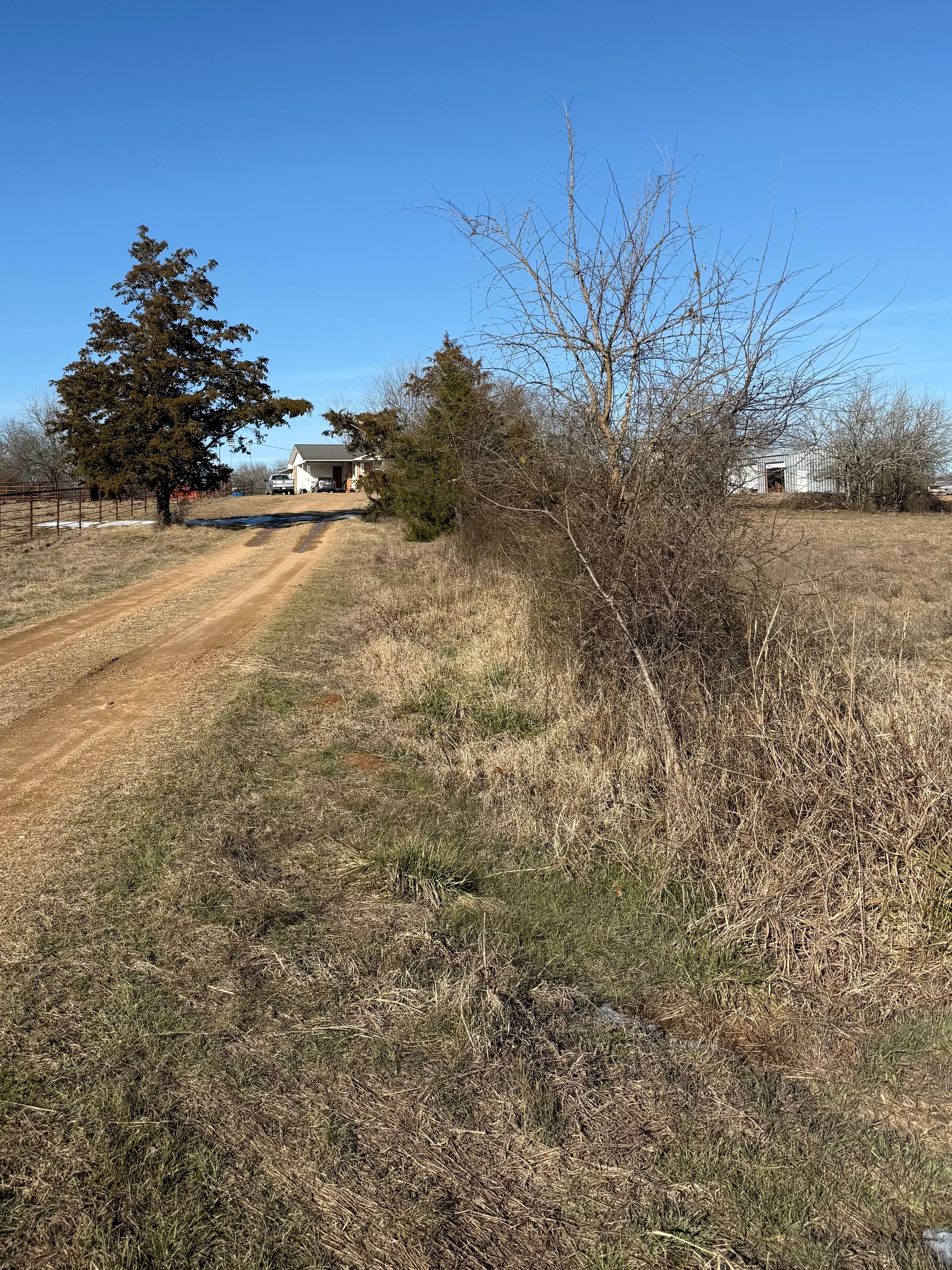 (Before) Fence Clearing