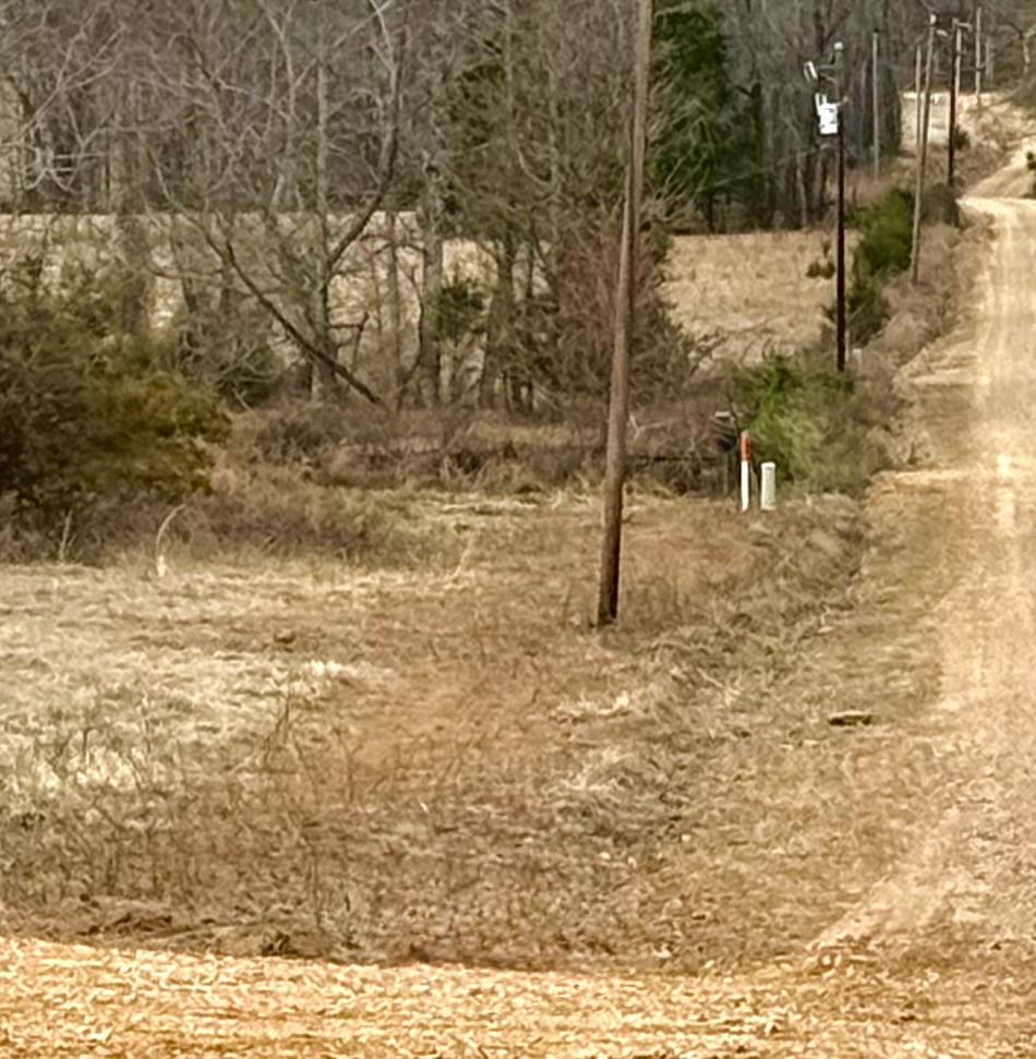 (After) Fence Clearing 