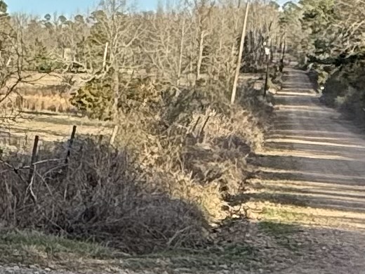 (Before) Fence Clearing