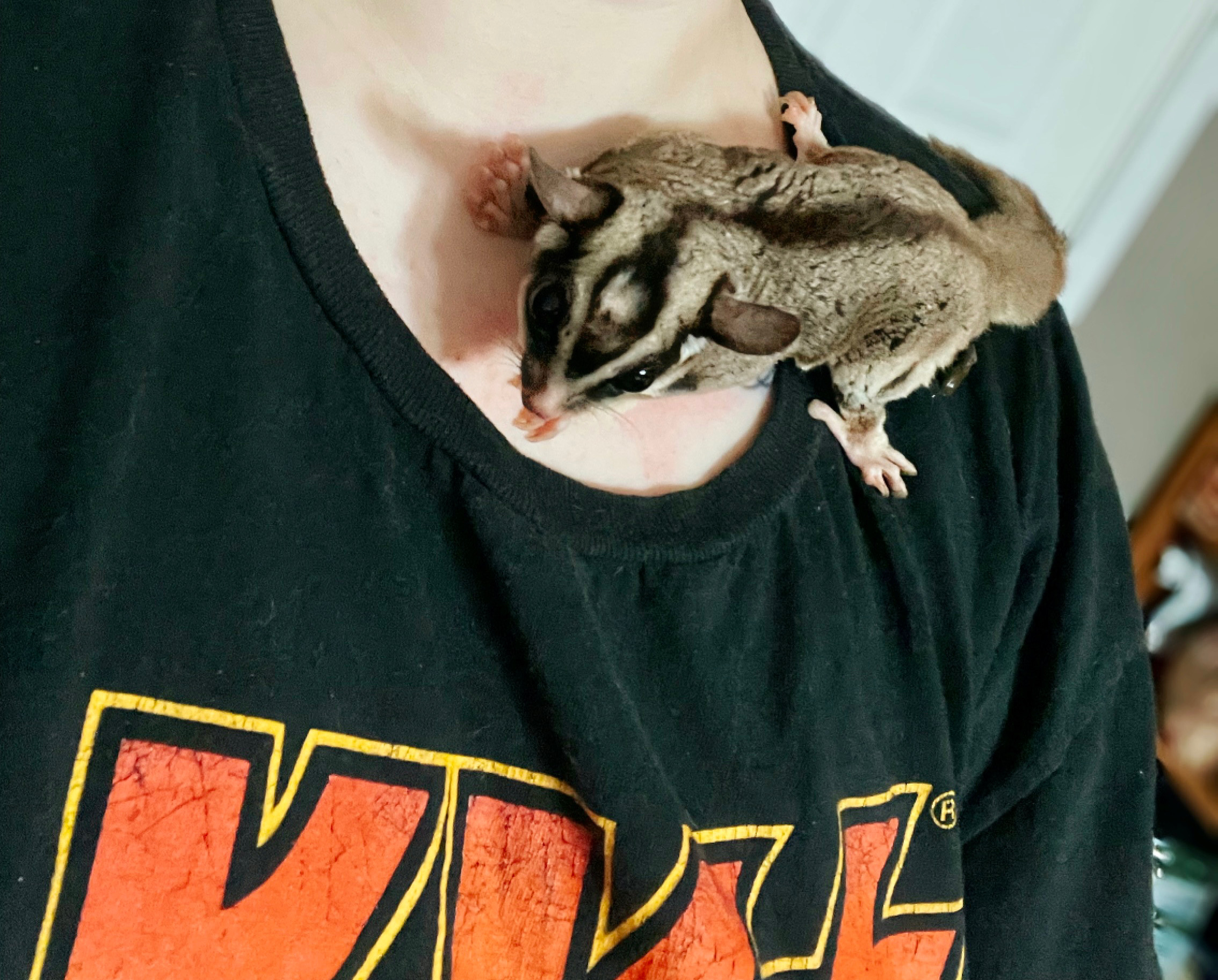 Hand raised Sugar Glider