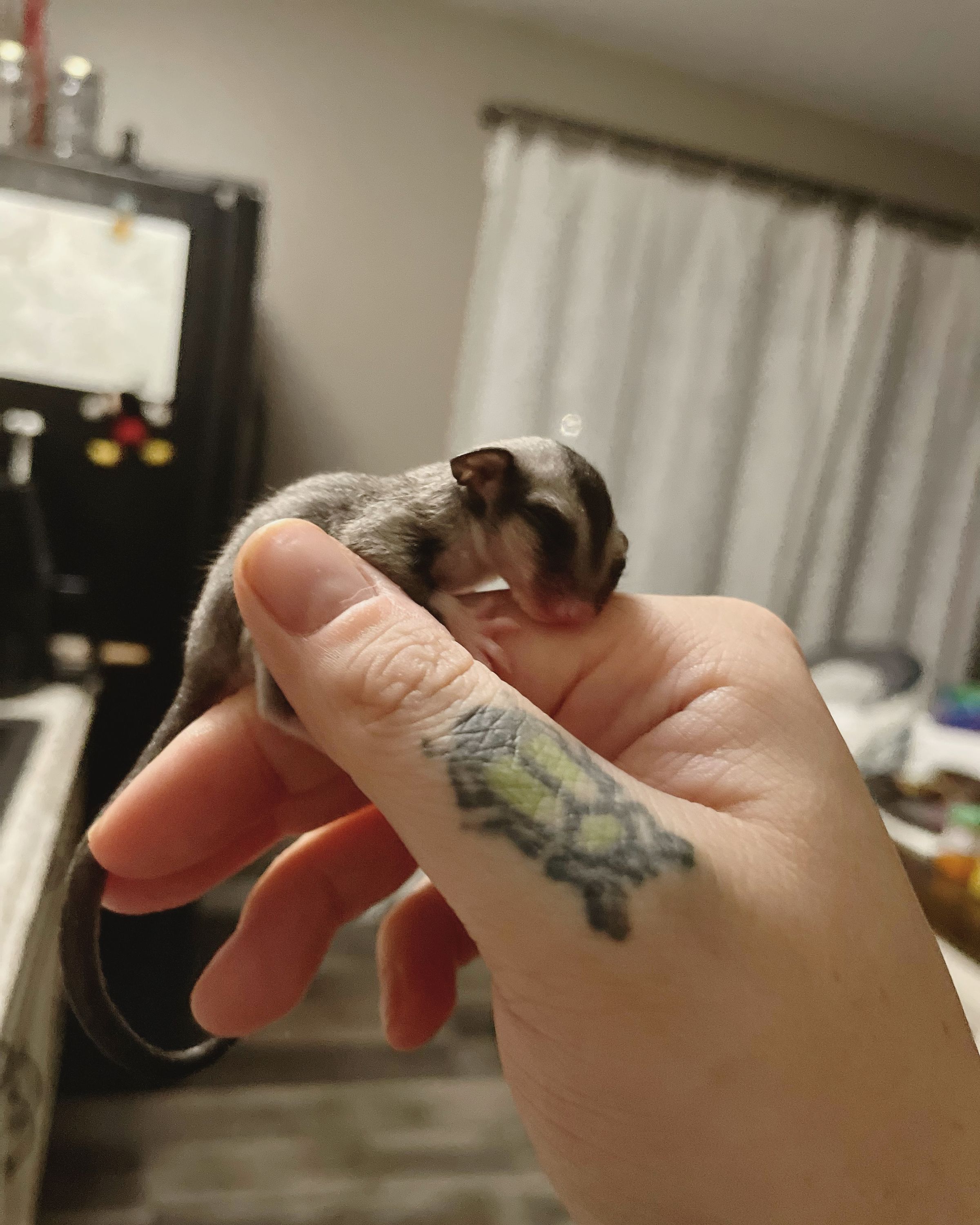 Hand raised Sugar Glider