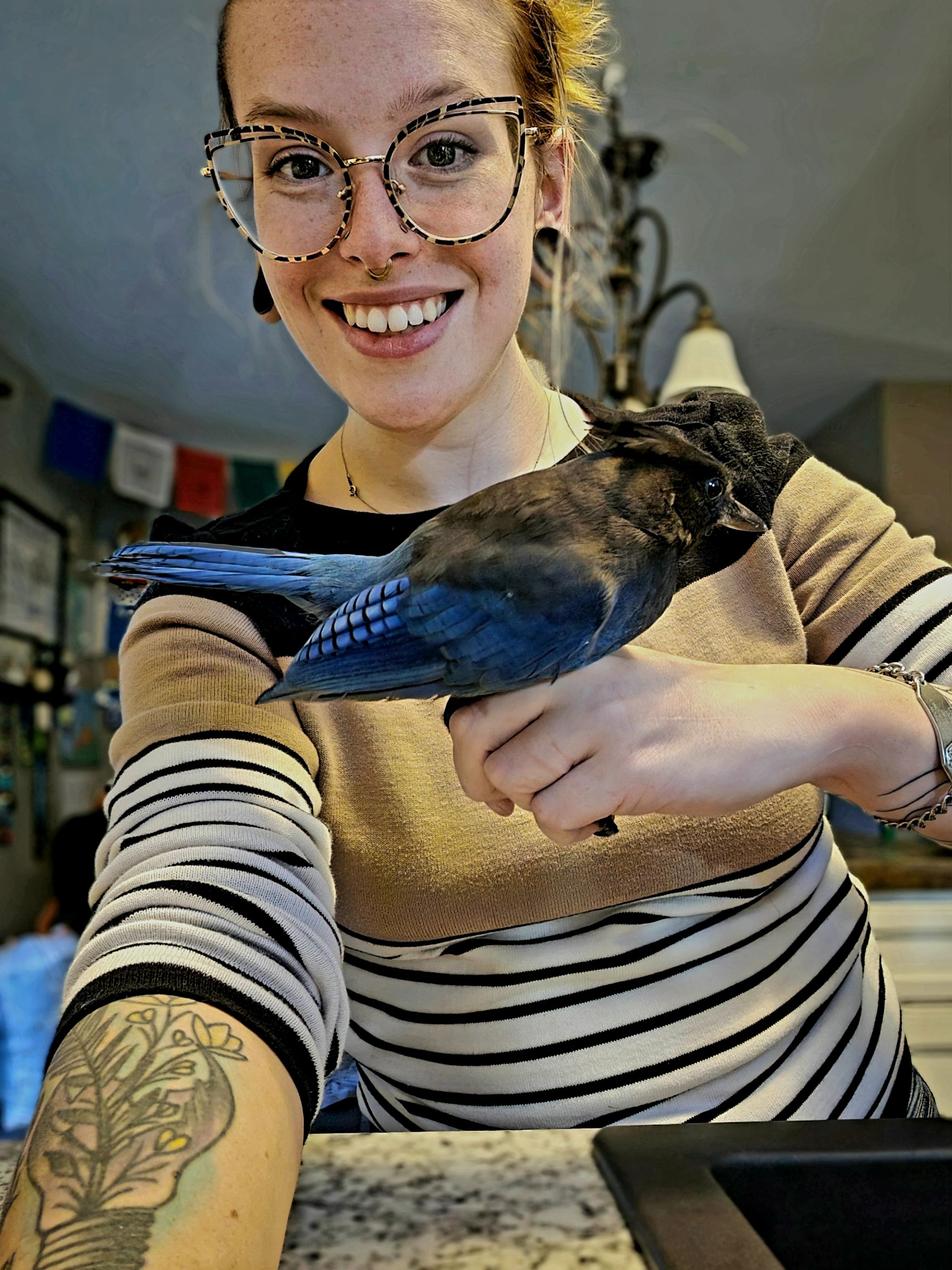 Steller's Jay Rescue