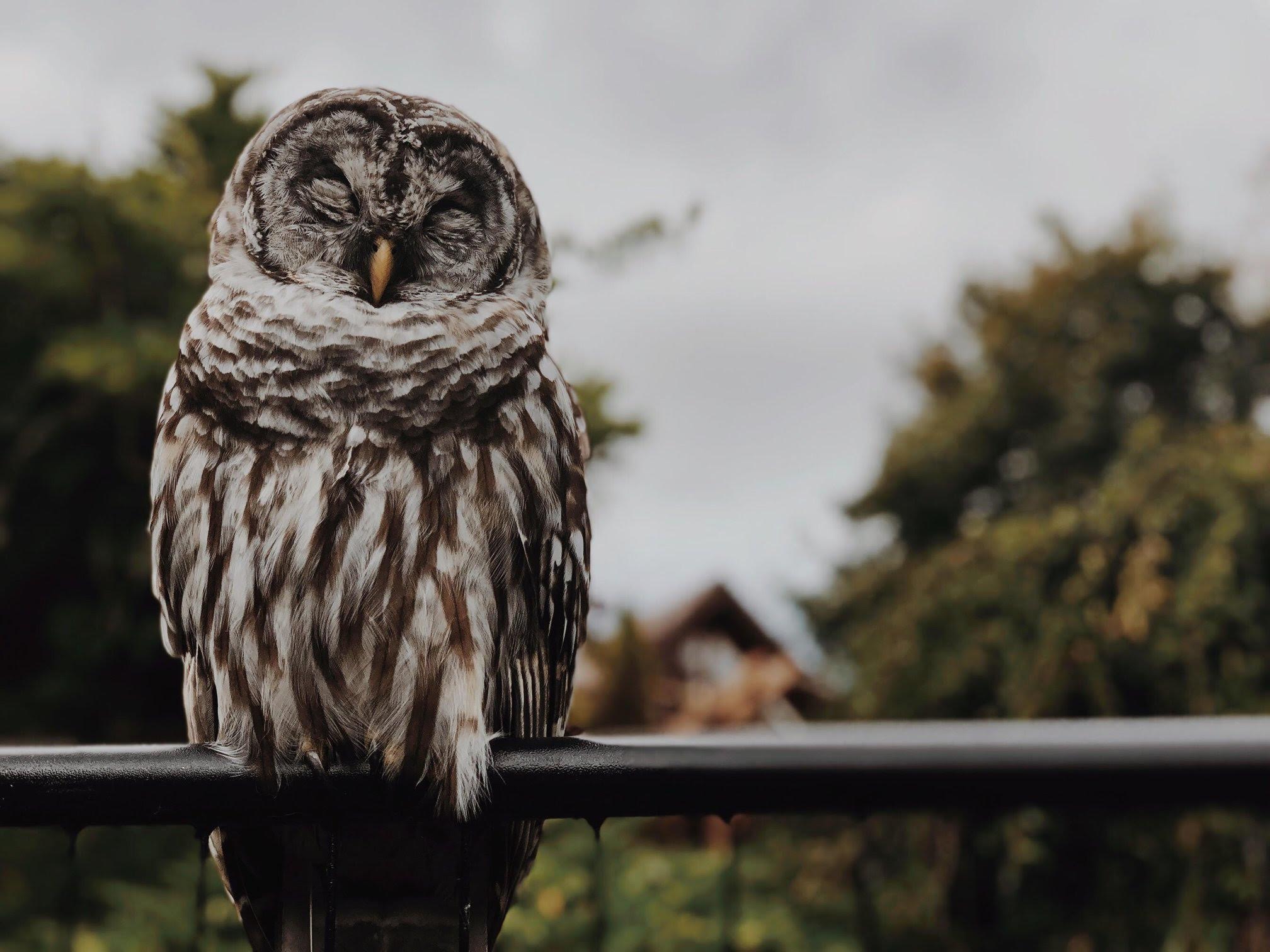 2019 Barred Owl Rescue