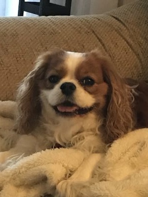 Gracie the receptionist 