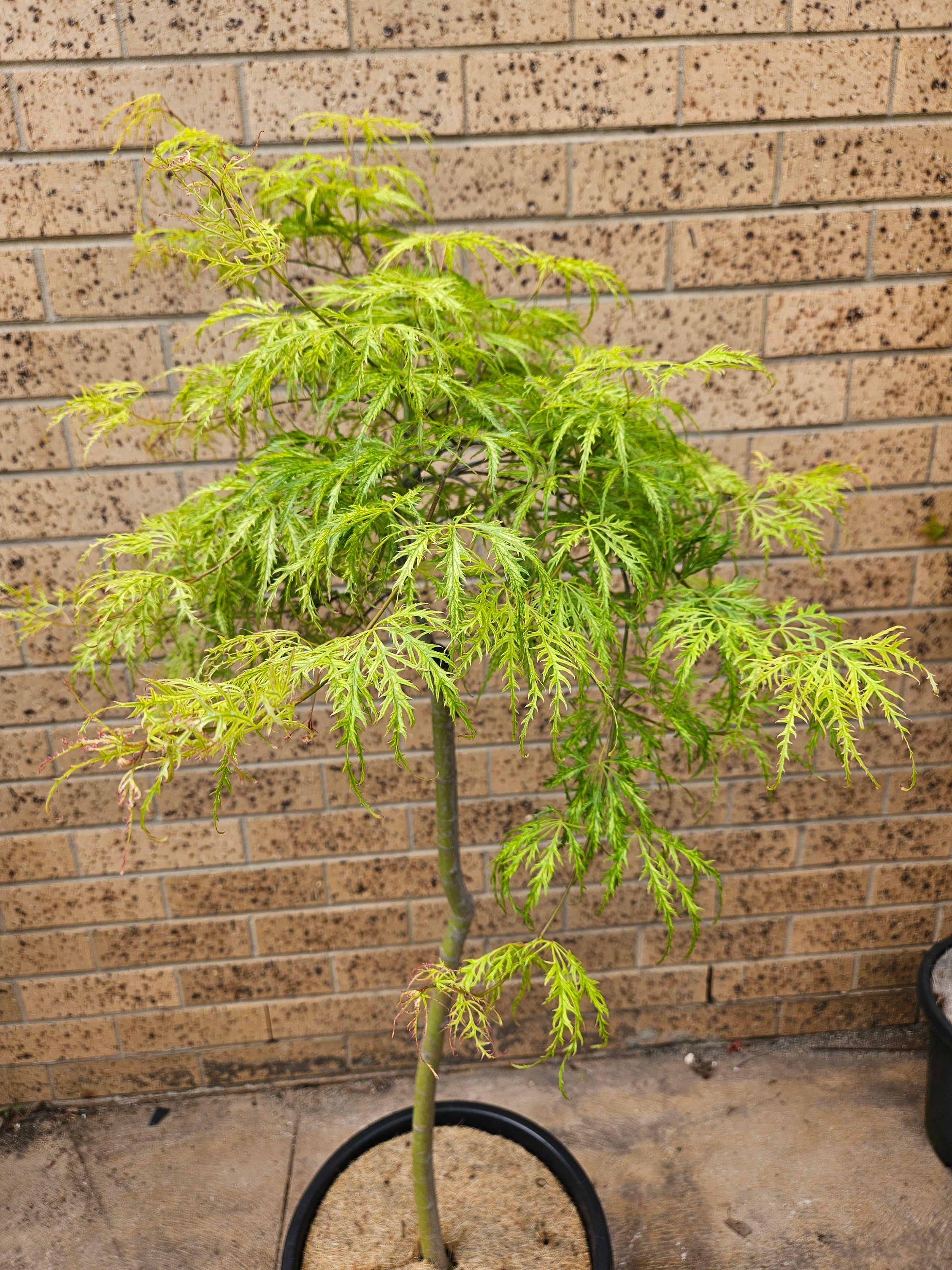 Backyard Maples 's image