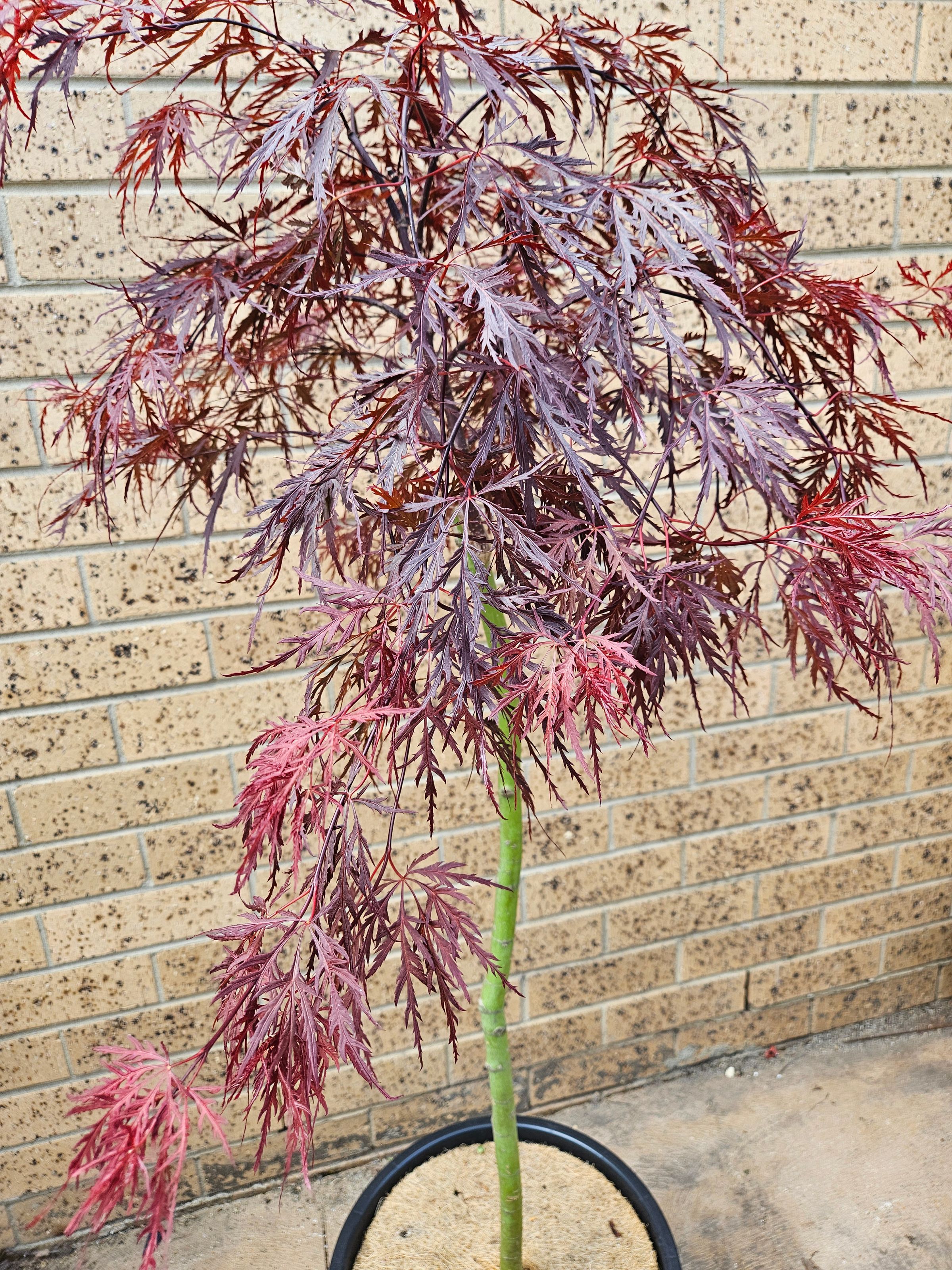 Backyard Maples 's image