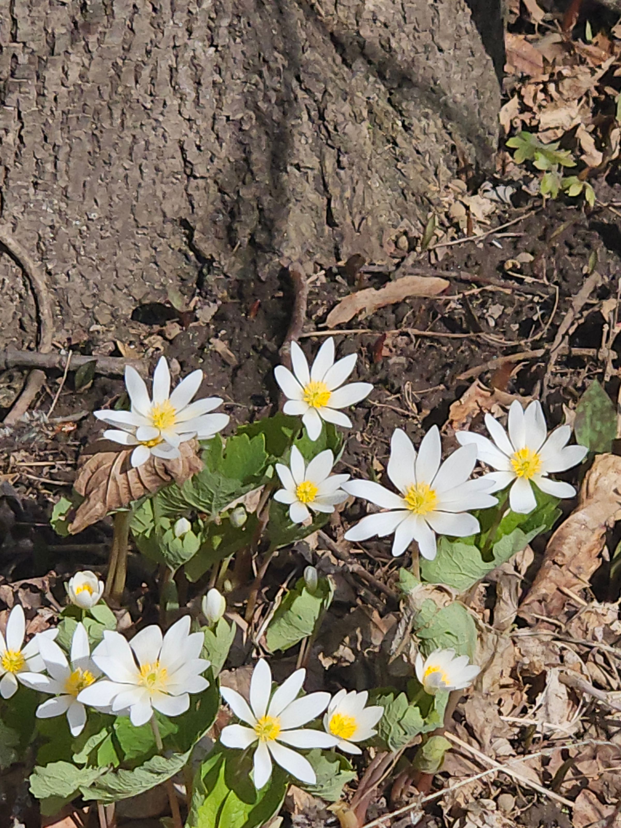 Pahana Earth and Sky's image