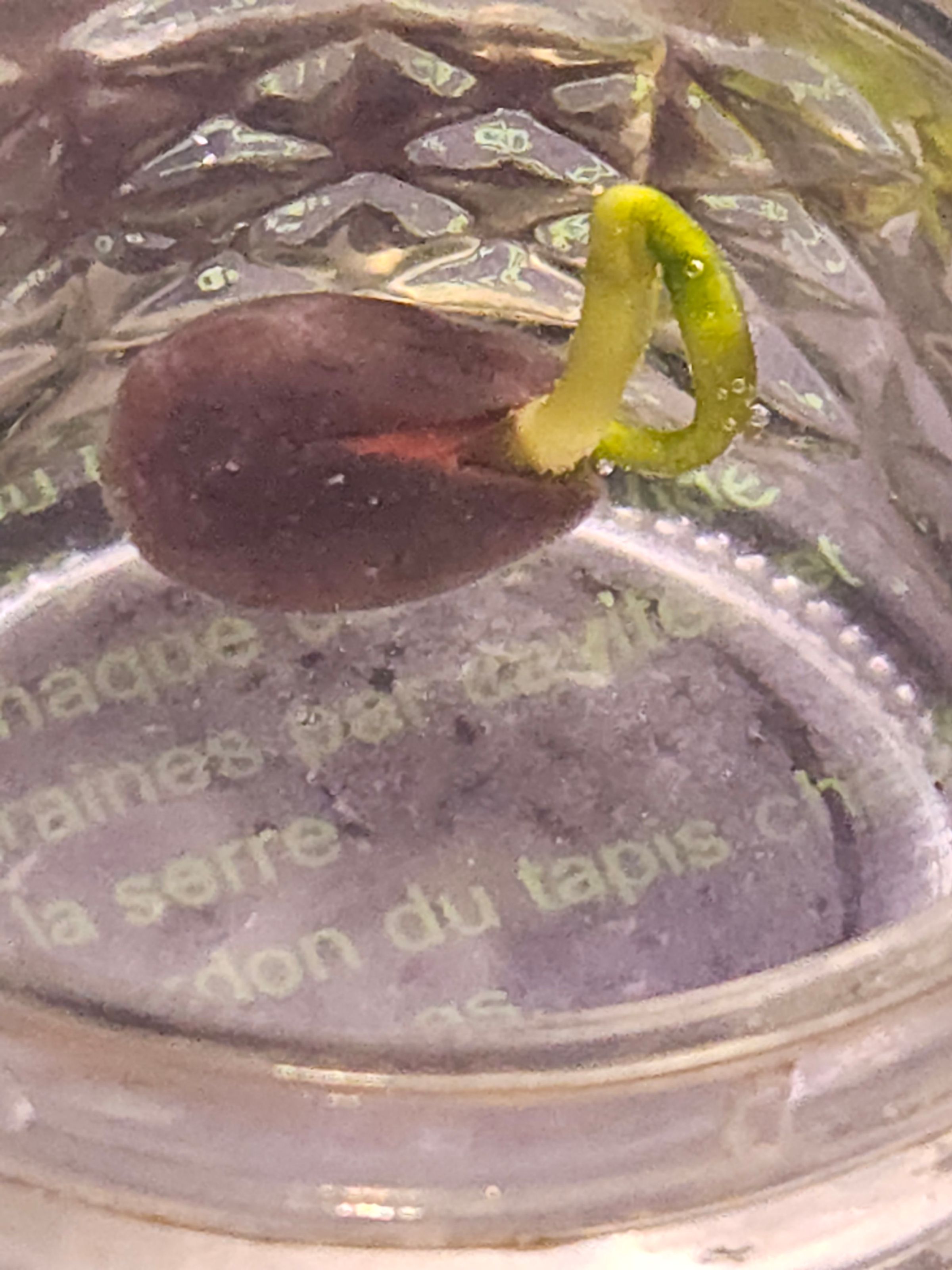 Pahana Earth and Sky's image