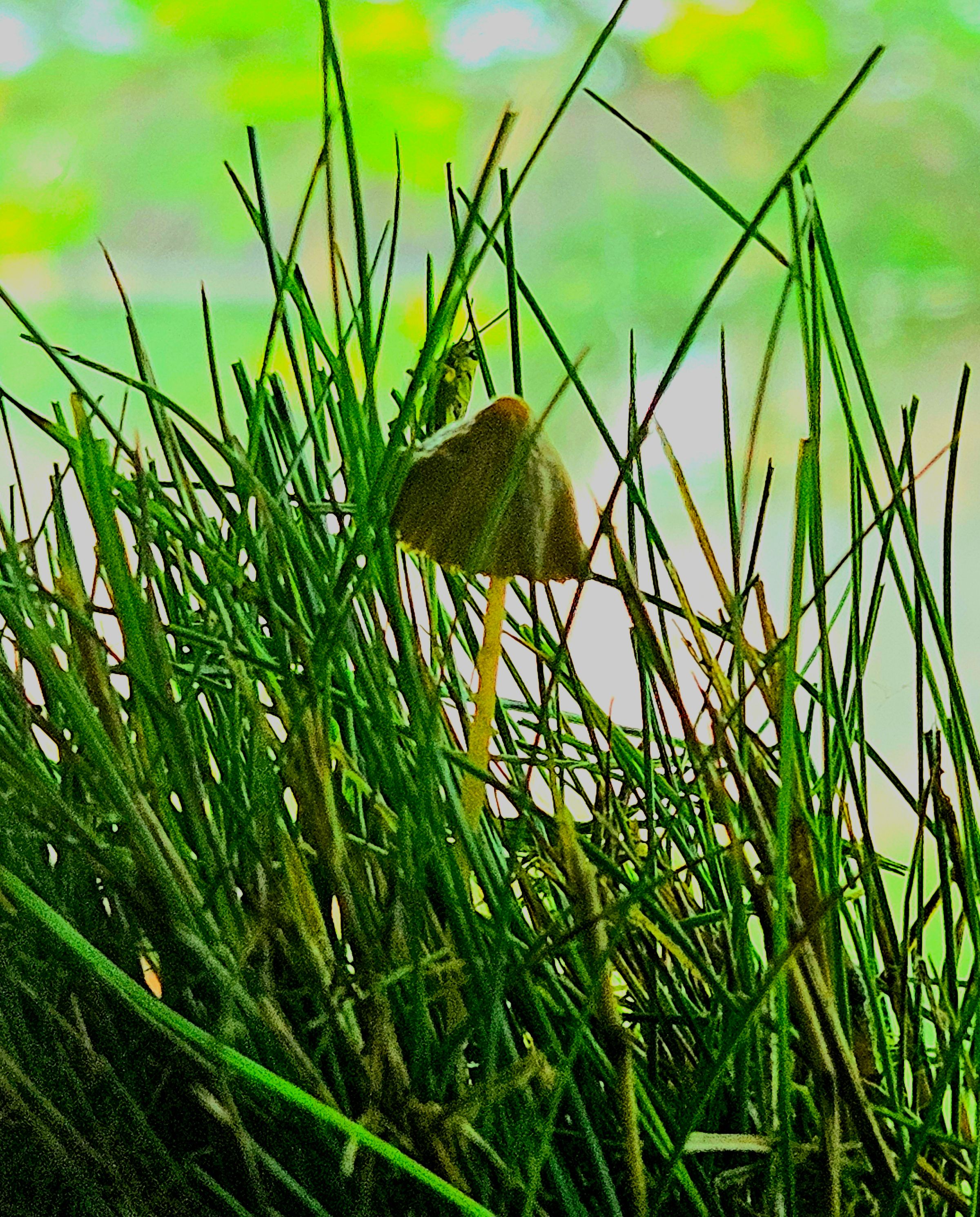 Pahana Earth and Sky's image