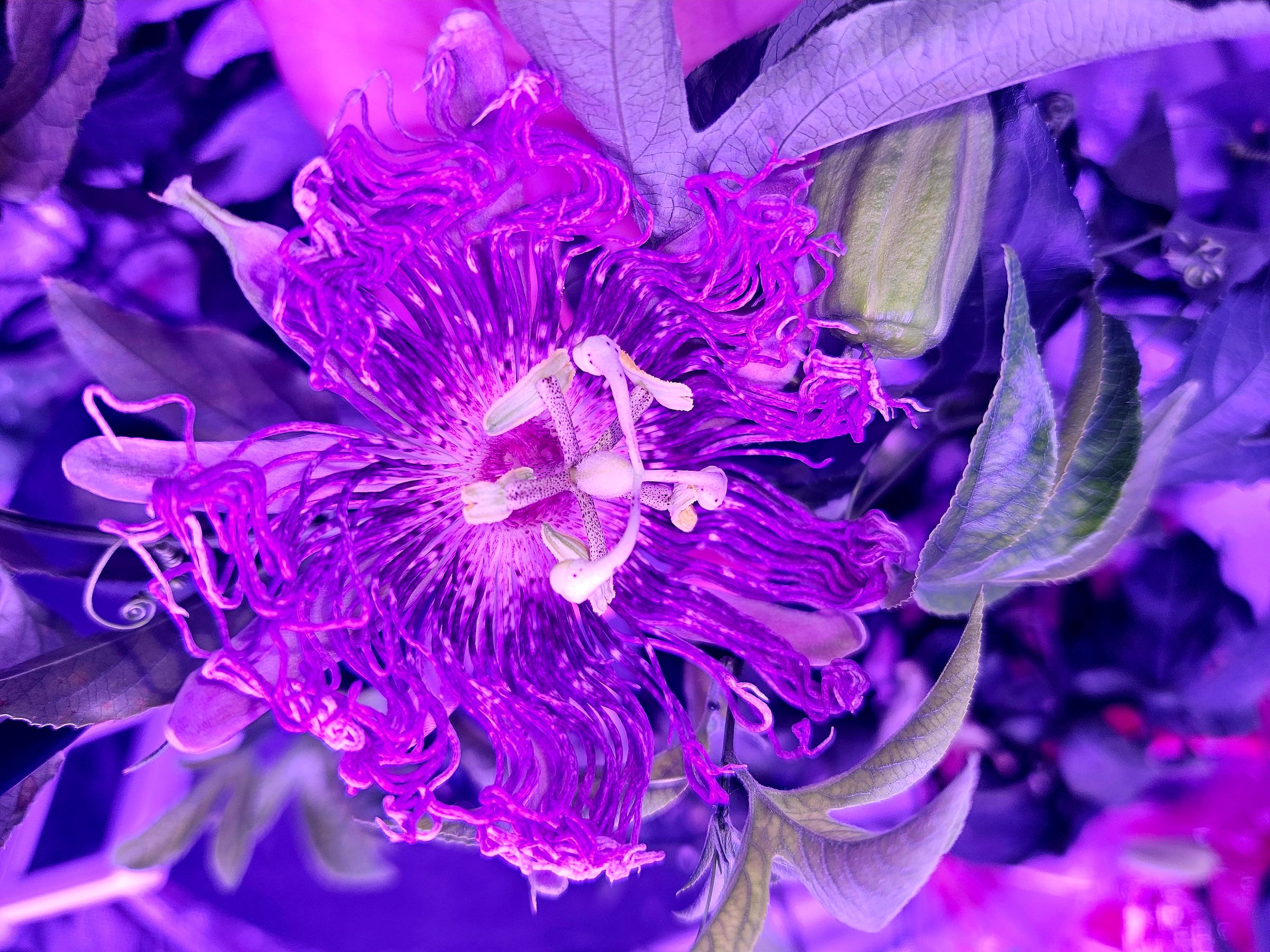 Pahana Earth and Sky's image