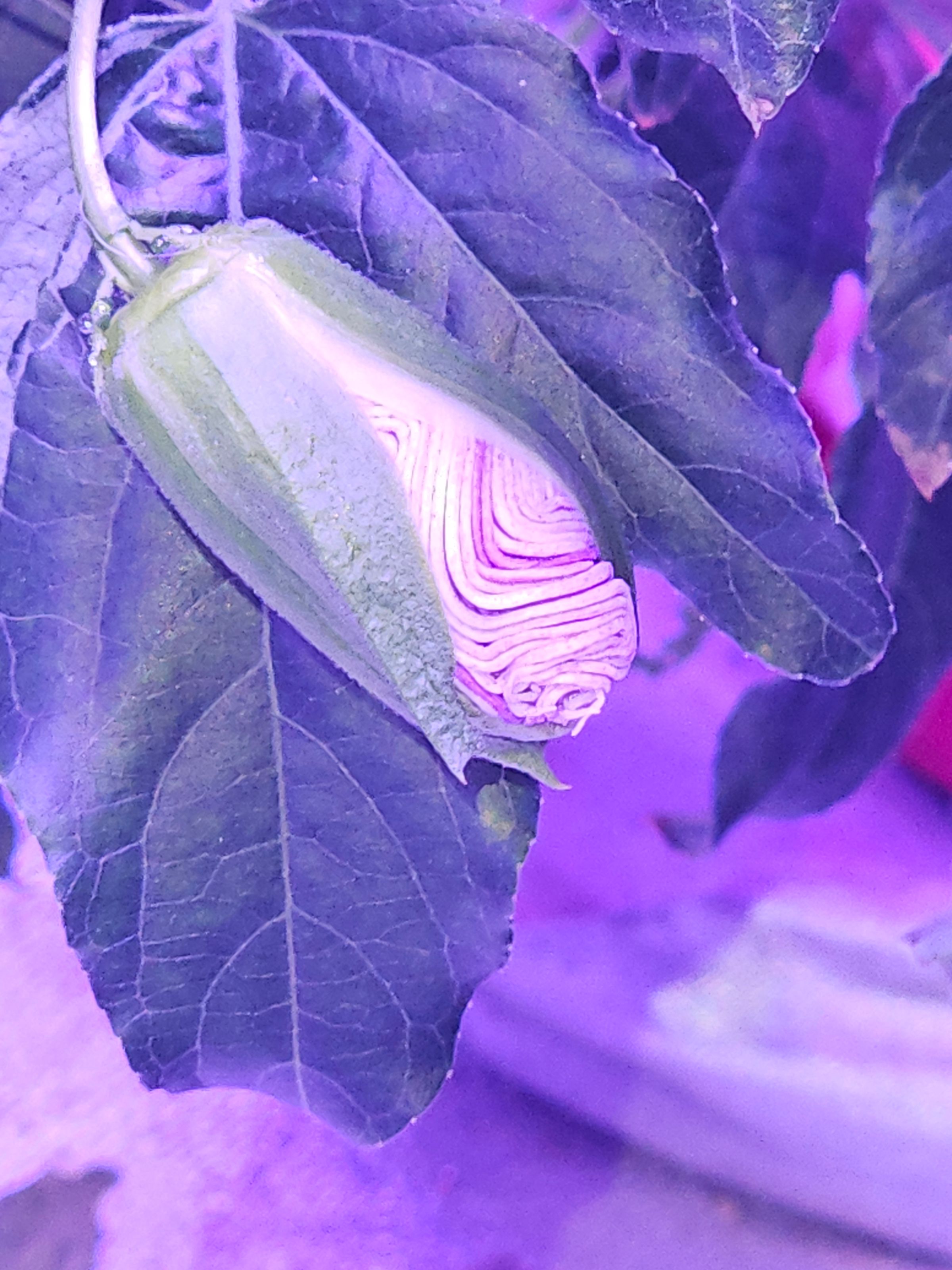 Pahana Earth and Sky's image