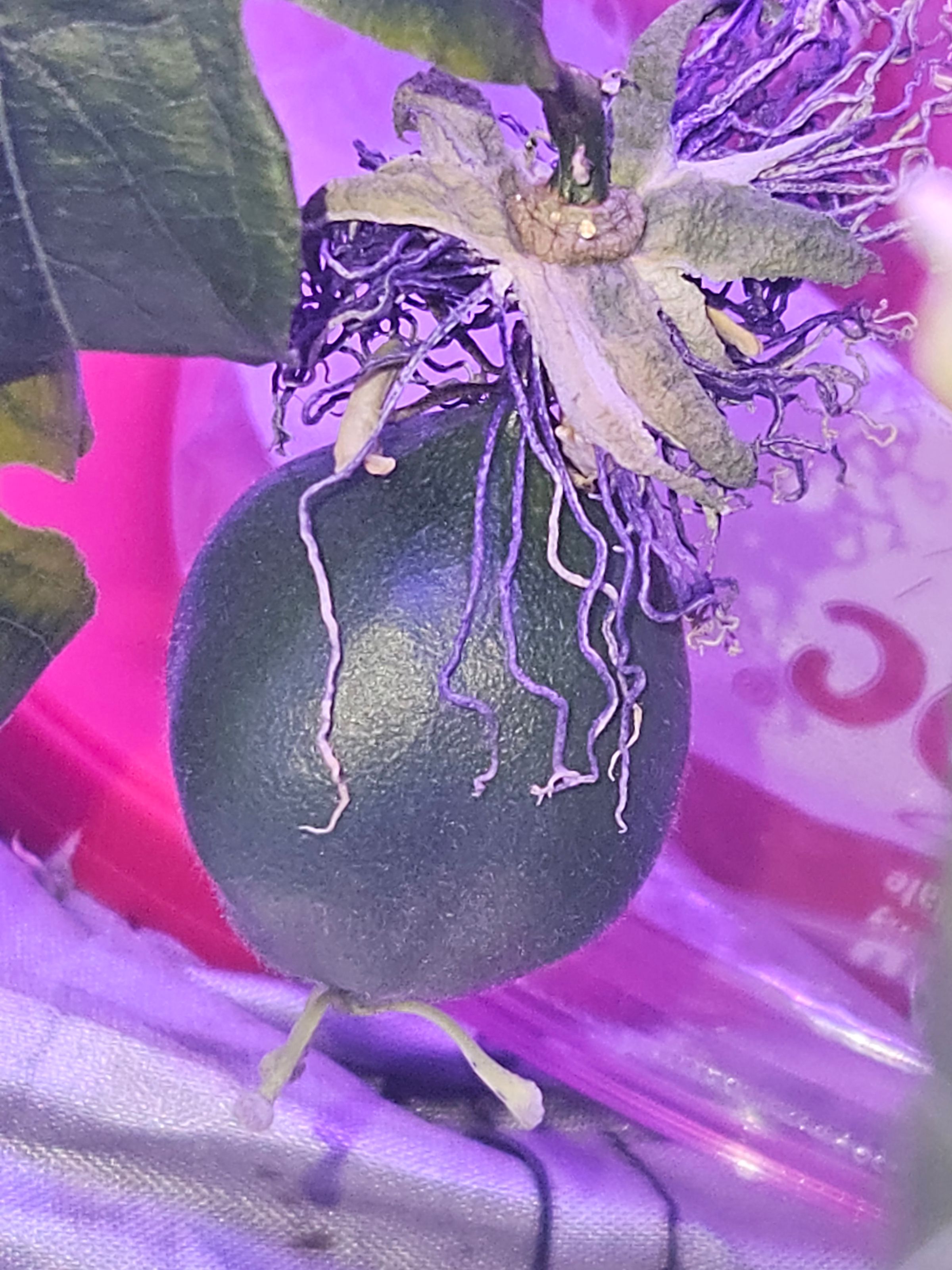 Pahana Earth and Sky's image