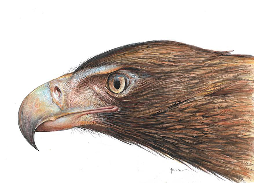 Aaron Pocock Illustration's image