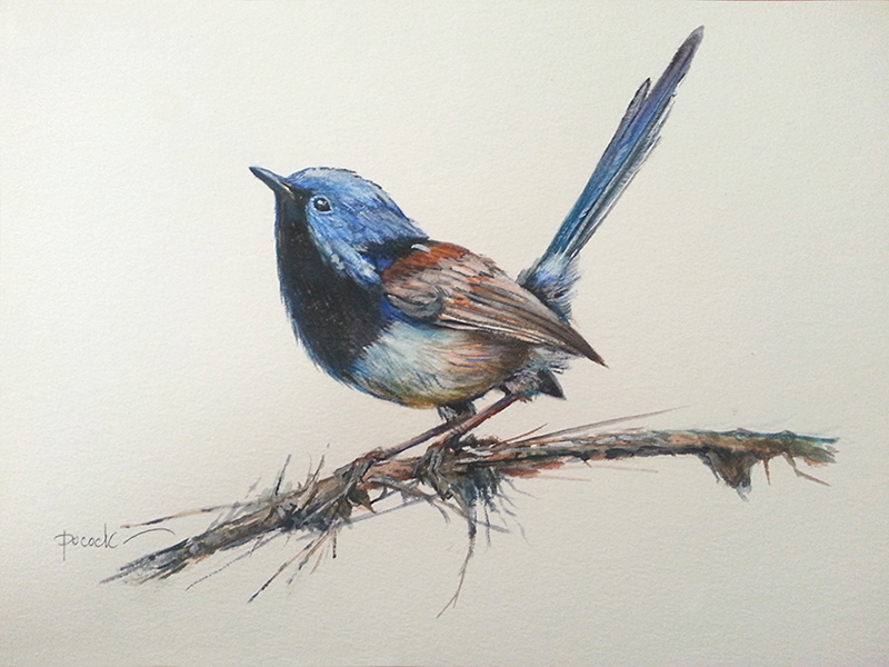 Aaron Pocock Illustration's image