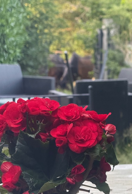 Chambres D’hôtes « Les Crins Du Bonheur »'s image