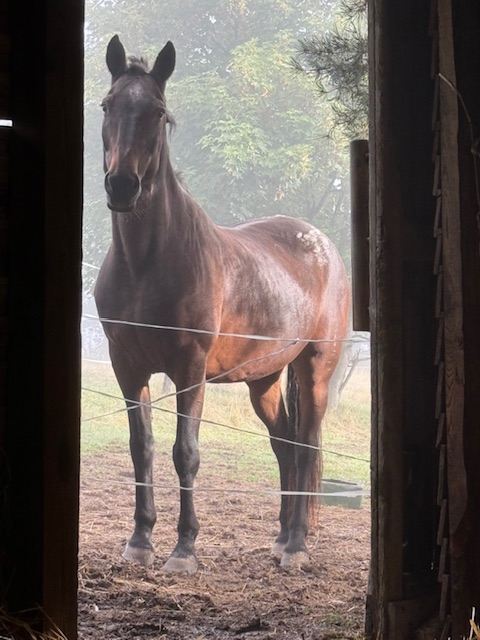 Chambres D’hôtes « Les Crins Du Bonheur »'s image