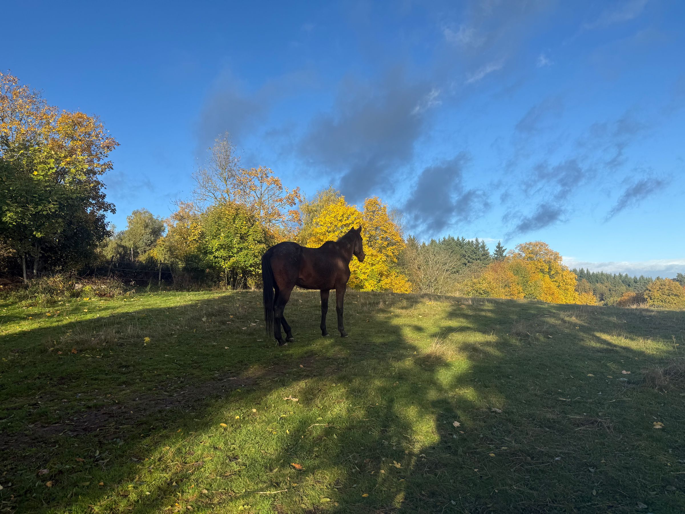 Chambres D’hôtes « Les Crins Du Bonheur »'s image