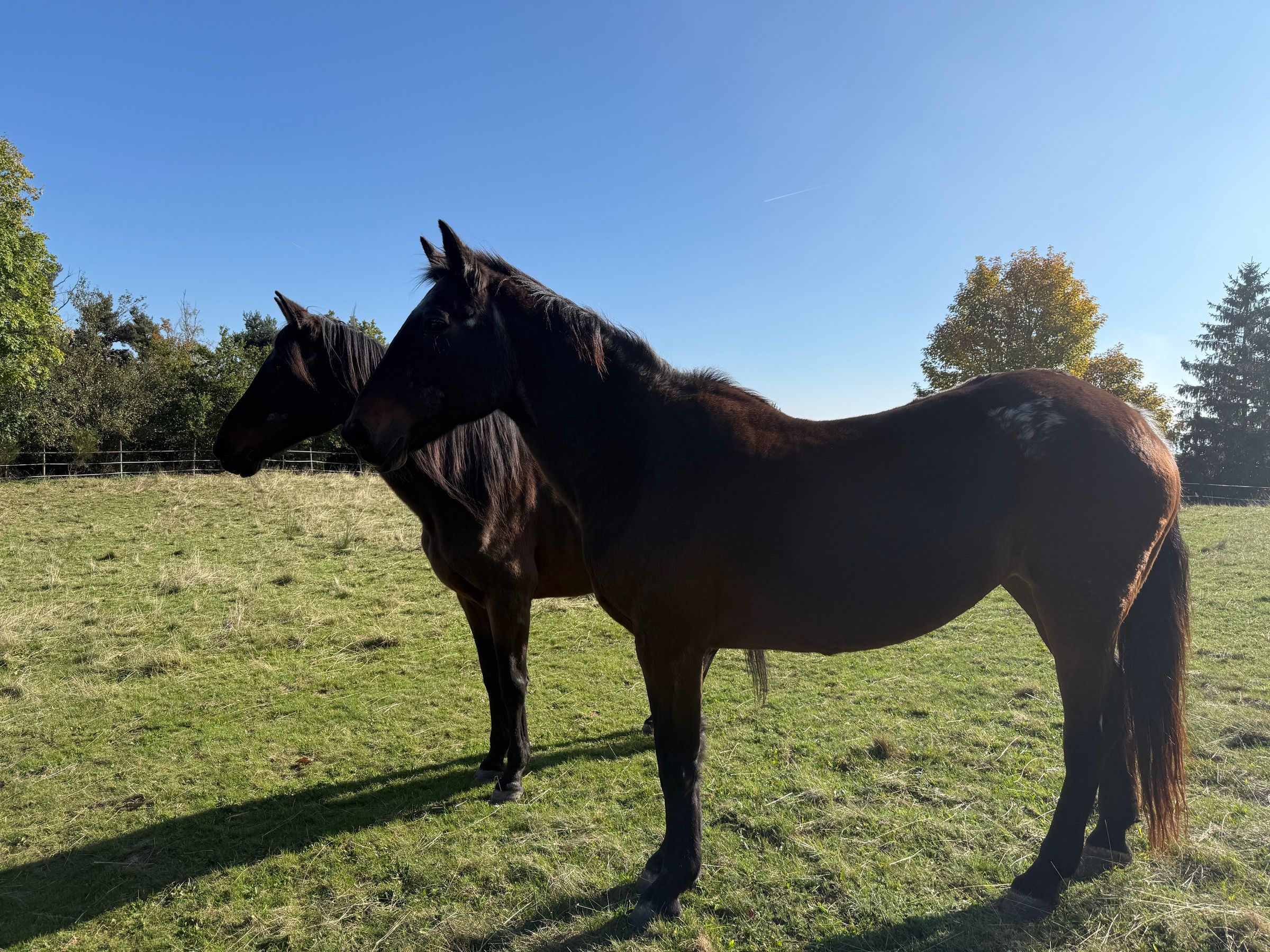 Chambres D’hôtes « Les Crins Du Bonheur »'s image