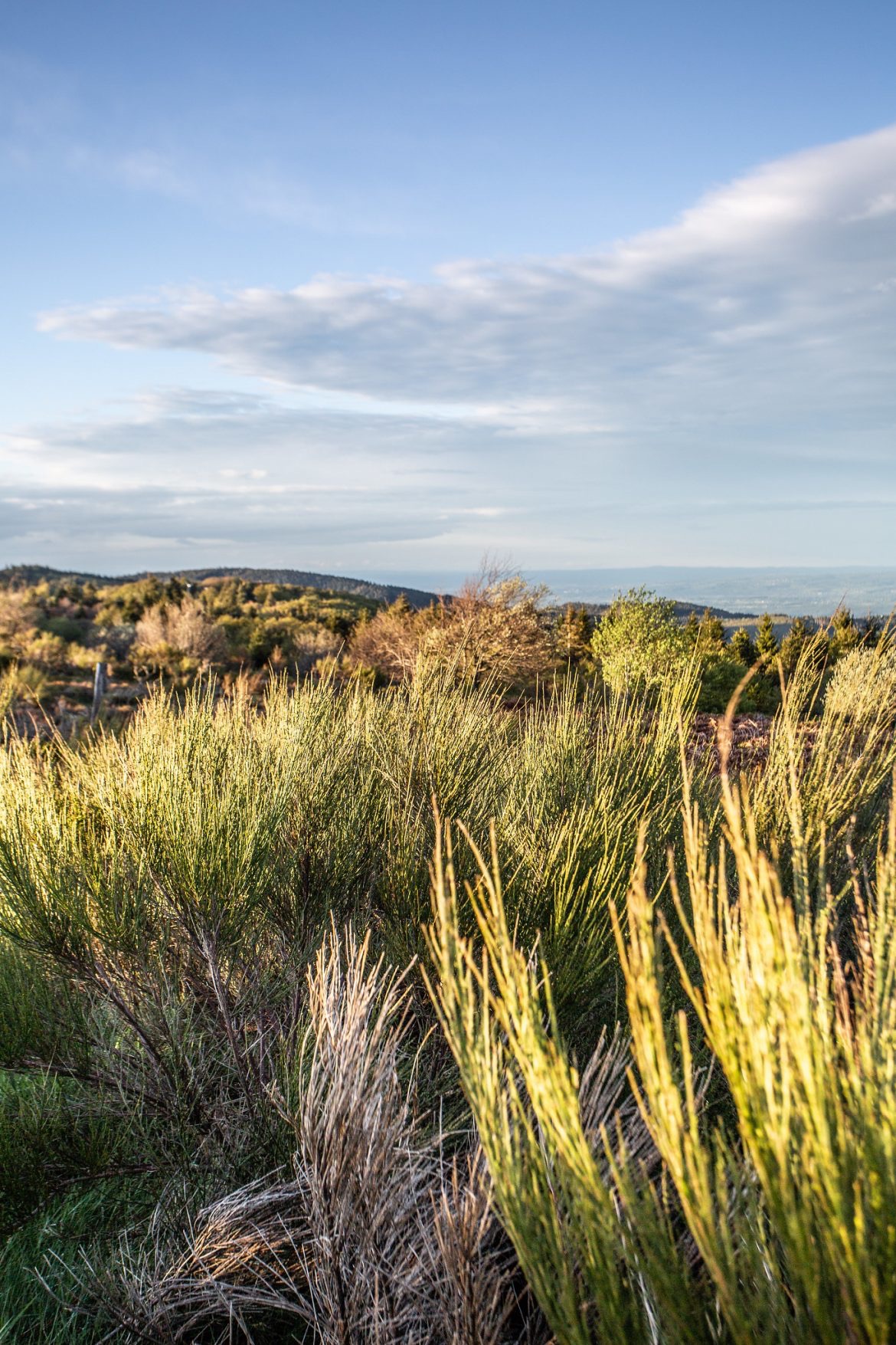 Chambres D’hôtes « Les Crins Du Bonheur »'s image