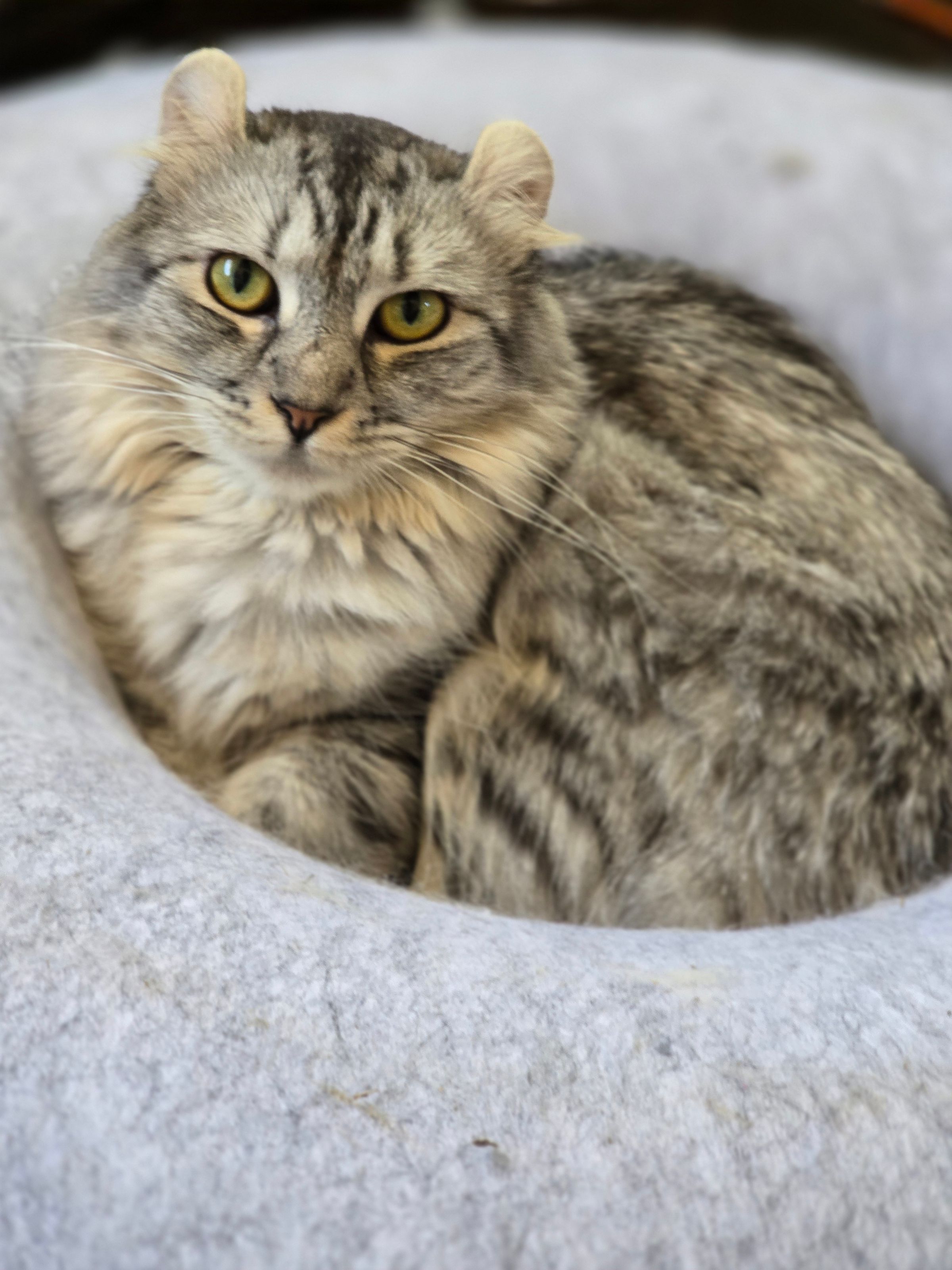 Highlander Kittens for Sale | Luxury Exotic Cats | Breeder's image