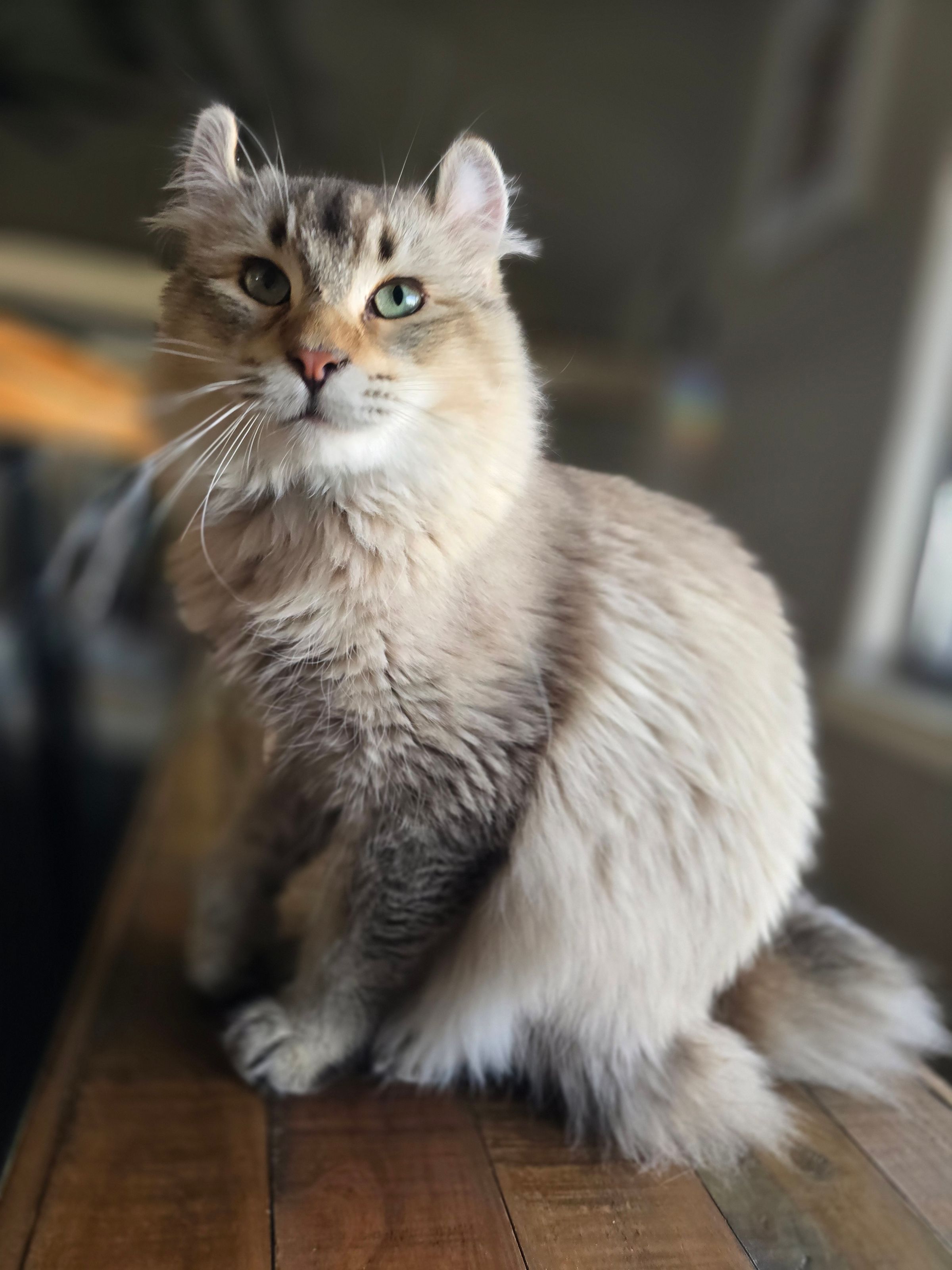 Highlander Kittens for Sale | Luxury Exotic Cats | Breeder's image