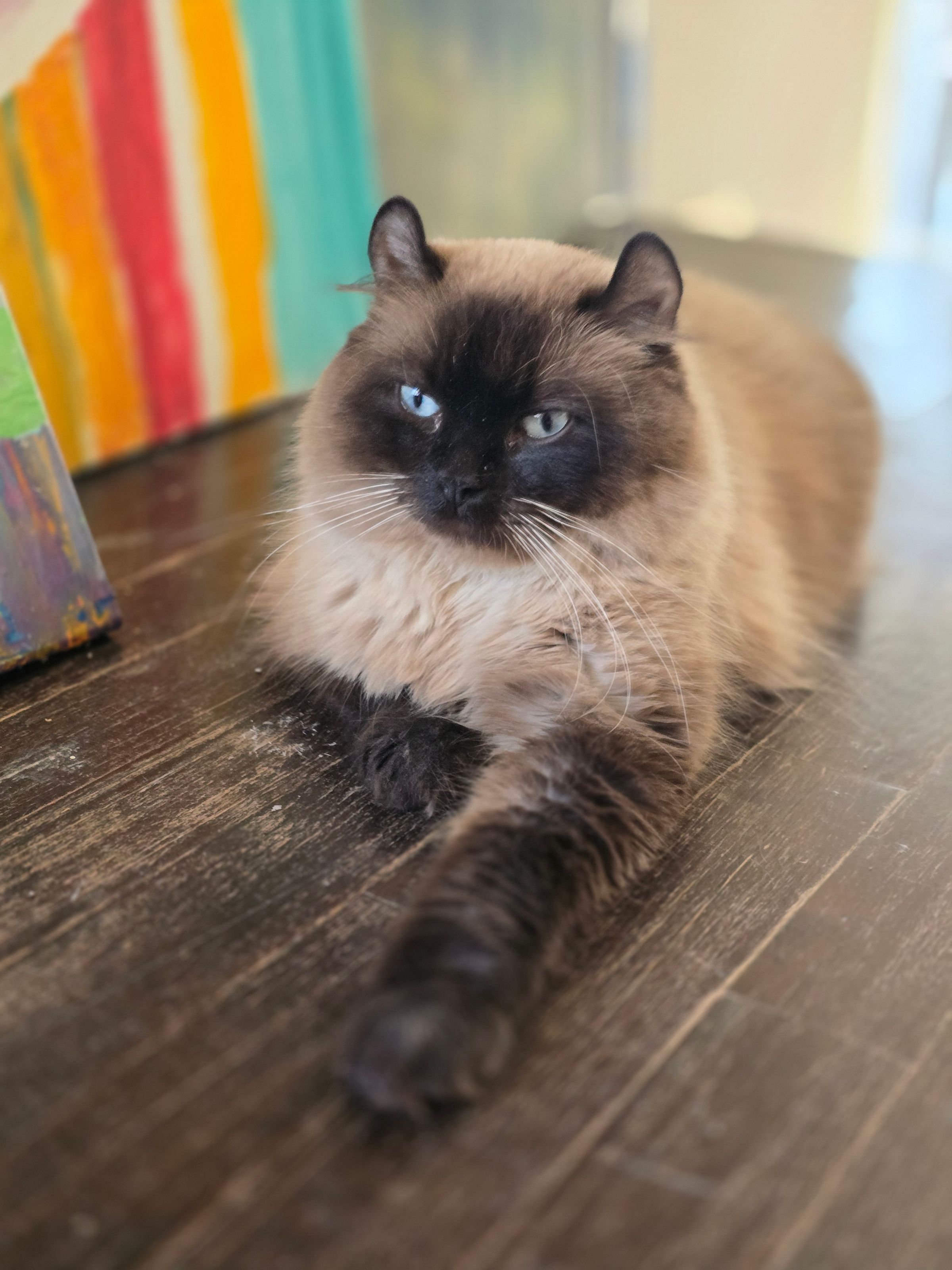 Highlander Kittens for Sale | Luxury Exotic Cats | Breeder's image